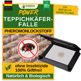 Carpet beetle trap with pheromone attractant 