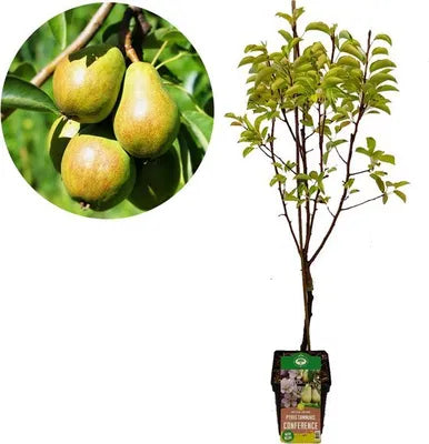 Pero 'Conference' – varietà a frutto giallo, vaso da 21 cm, altezza 90 cm