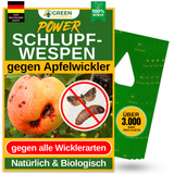 Parasitic wasps against codling moths 