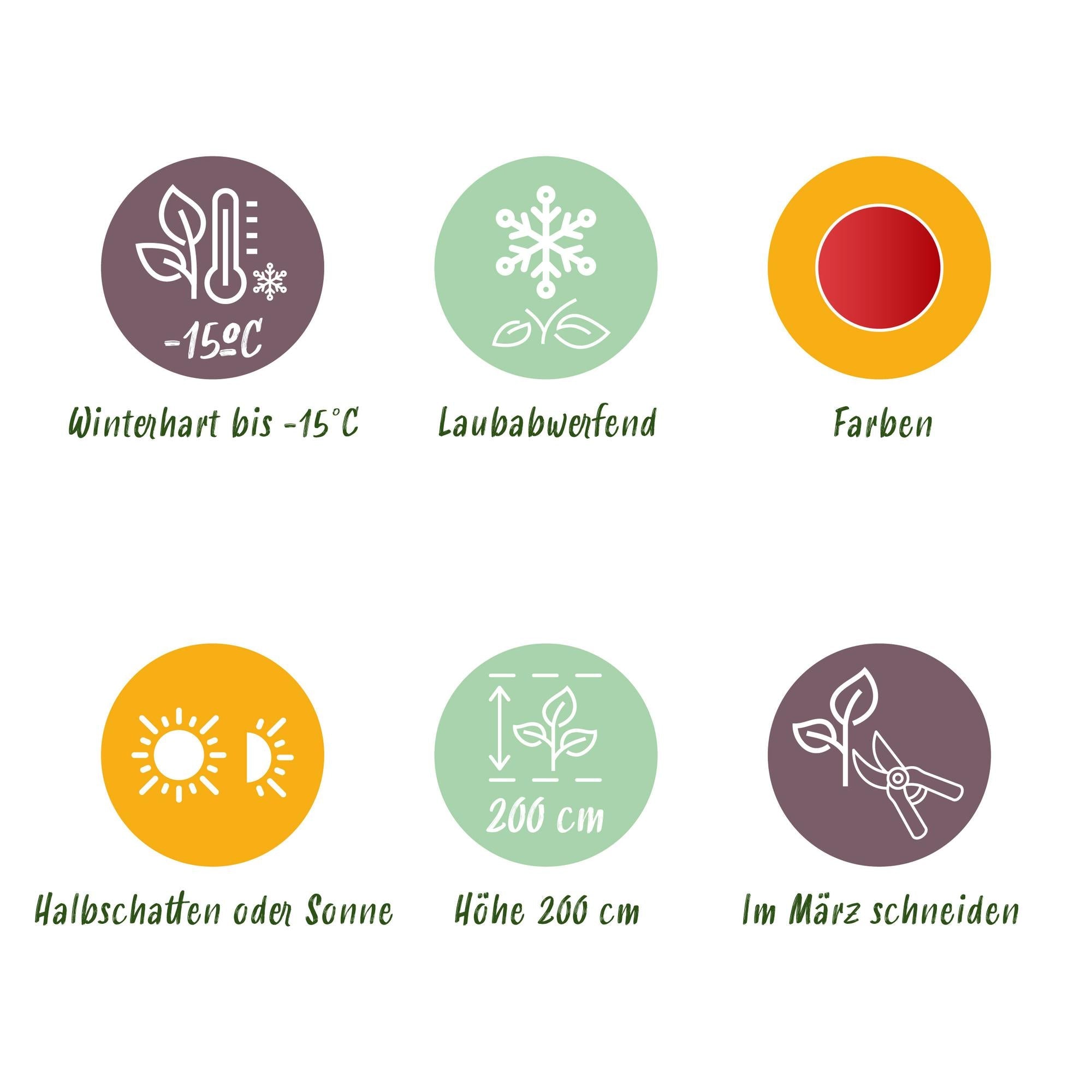 Acer Palmatum ‘Beni Maiko’ – Japanischer Ahorn, laubabwerfend – 19 cm Topf, 70 cm hoch - Green Guardia - Ihr Experte für Schädlinge und Pflanzen