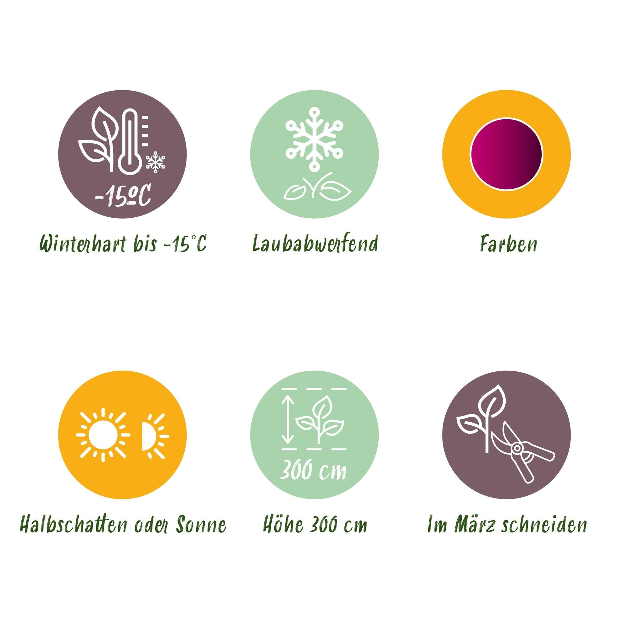 Acer Palmatum ‘Bloodgood’ – Japanischer Ahorn, laubabwerfend – 19 cm Topf, 70 cm hoch - Green Guardia - Ihr Experte für Schädlinge und Pflanzen