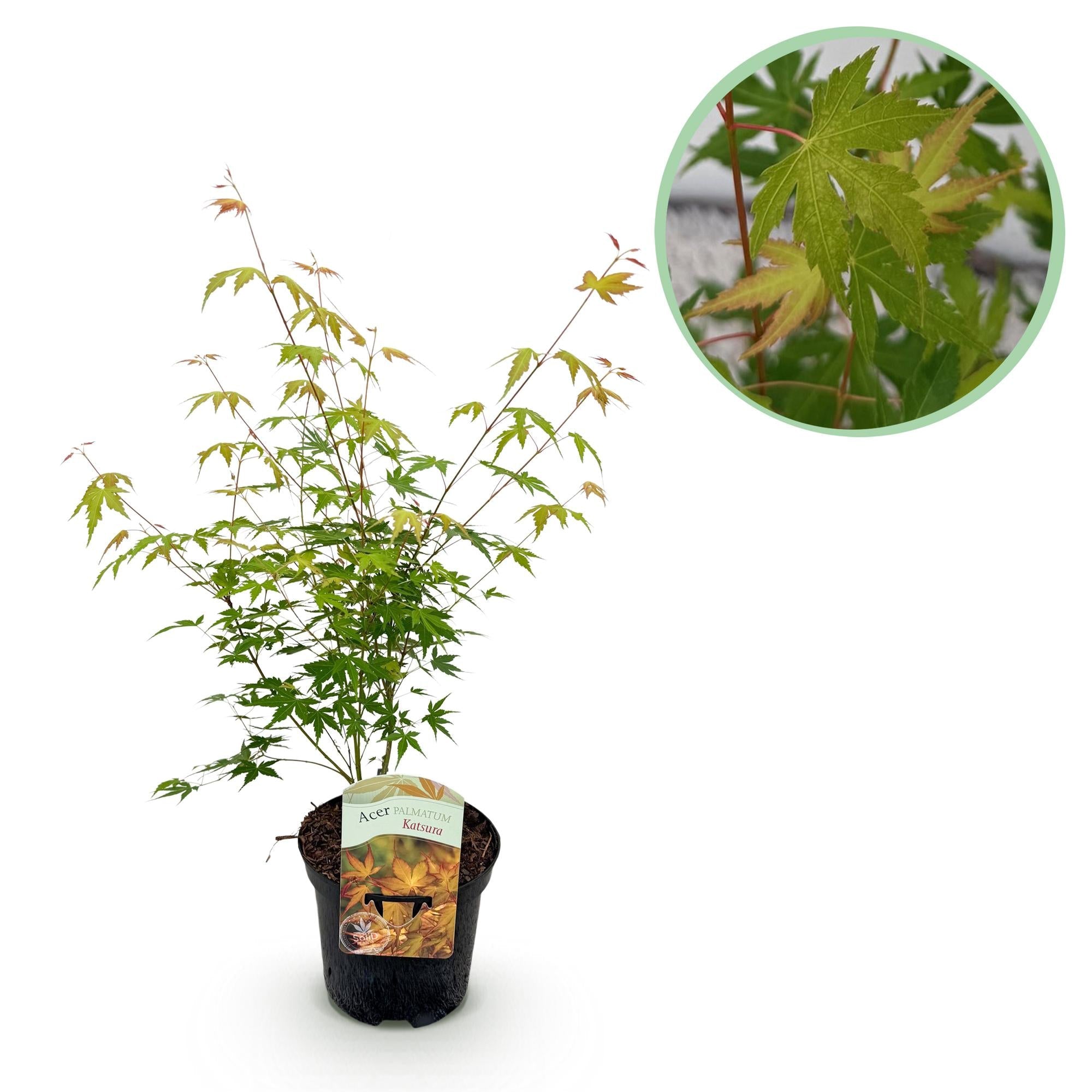 Acer Palmatum ‘Katsura’ – Japanischer Ahorn, laubabwerfend – 19 cm Topf, 70 cm hoch - Green Guardia - Ihr Experte für Schädlinge und Pflanzen