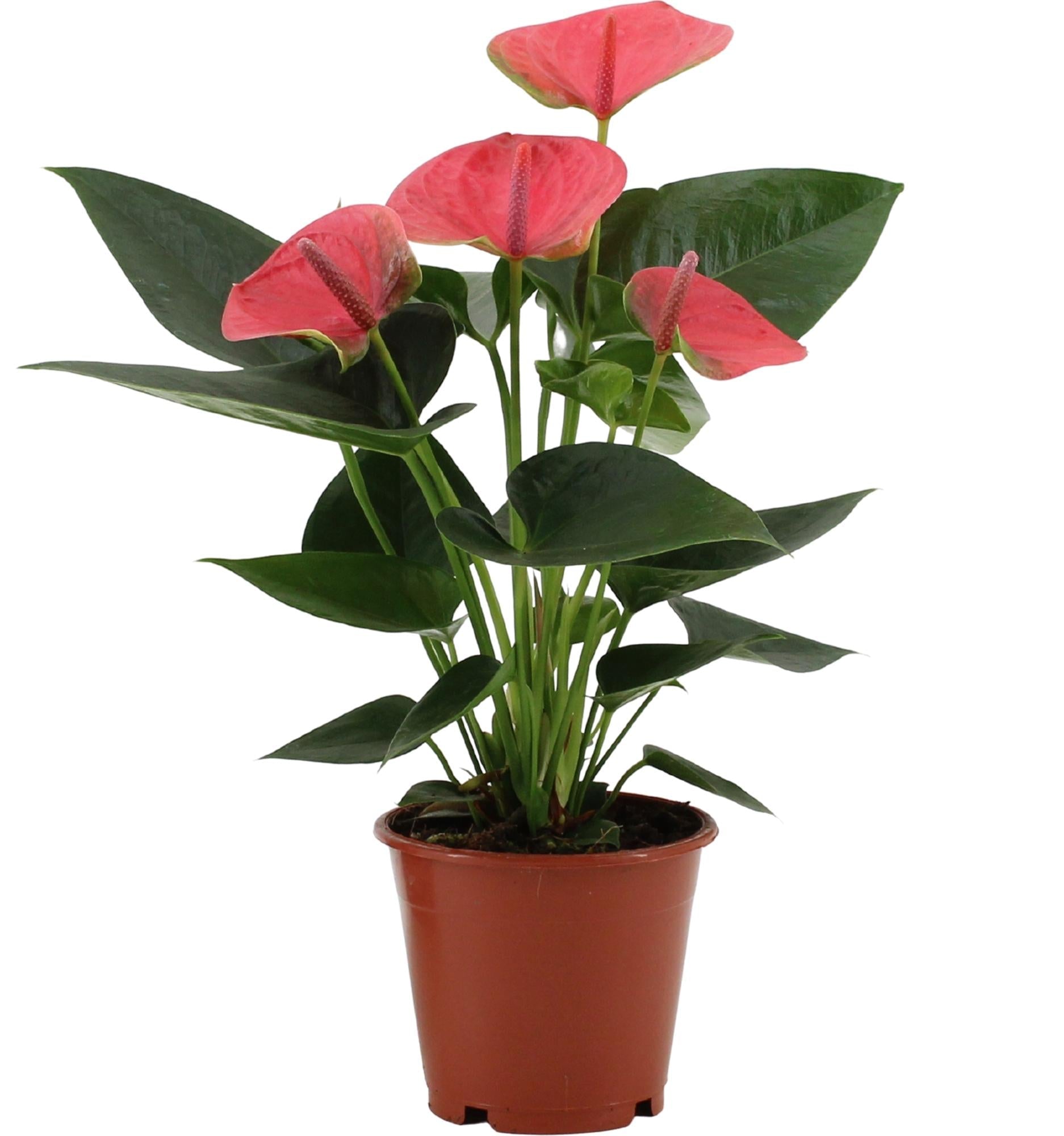 Anthurium – Flamingoblume - verschiedene Farben & Größen - 35 - 90 cm - Green Guardia - Ihr Experte für Schädlinge und Pflanzen