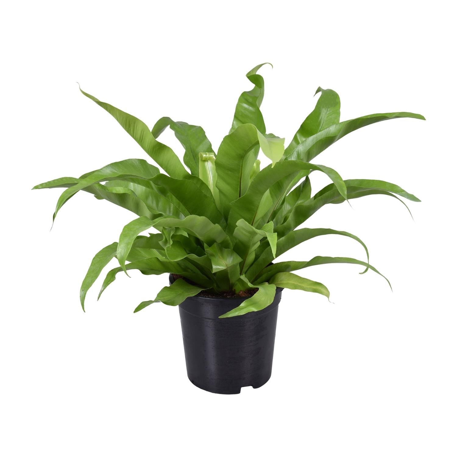 Asplenium antiquum – Nestfarn – verschiedene Größen - 25 - 60 cm hoch - Green Guardia - Ihr Experte für Schädlinge und Pflanzen