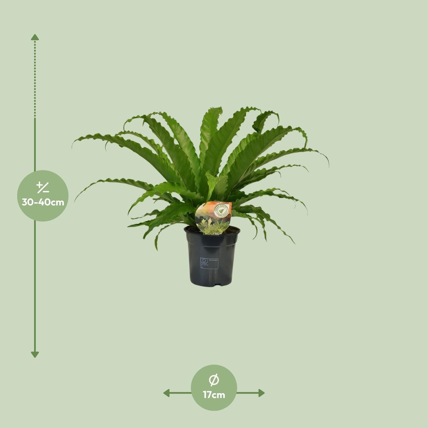 Asplenium antiquum ‘Osaka’ – Nestfarn – 23 cm Topf, 40 - 60 cm hoch - Green Guardia - Ihr Experte für Schädlinge und Pflanzen