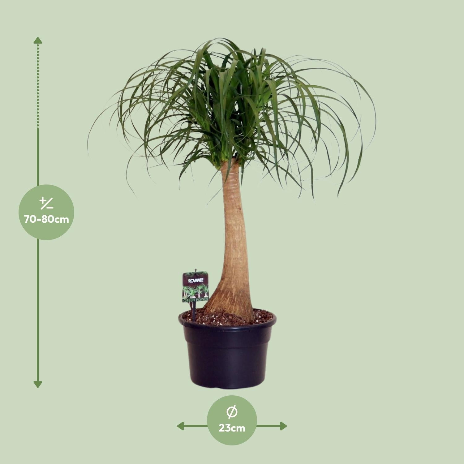 Beaucarnea Nolina – Elefantenfuß - 60 - 80 cm - Green Guardia - Ihr Experte für Schädlinge und Pflanzen