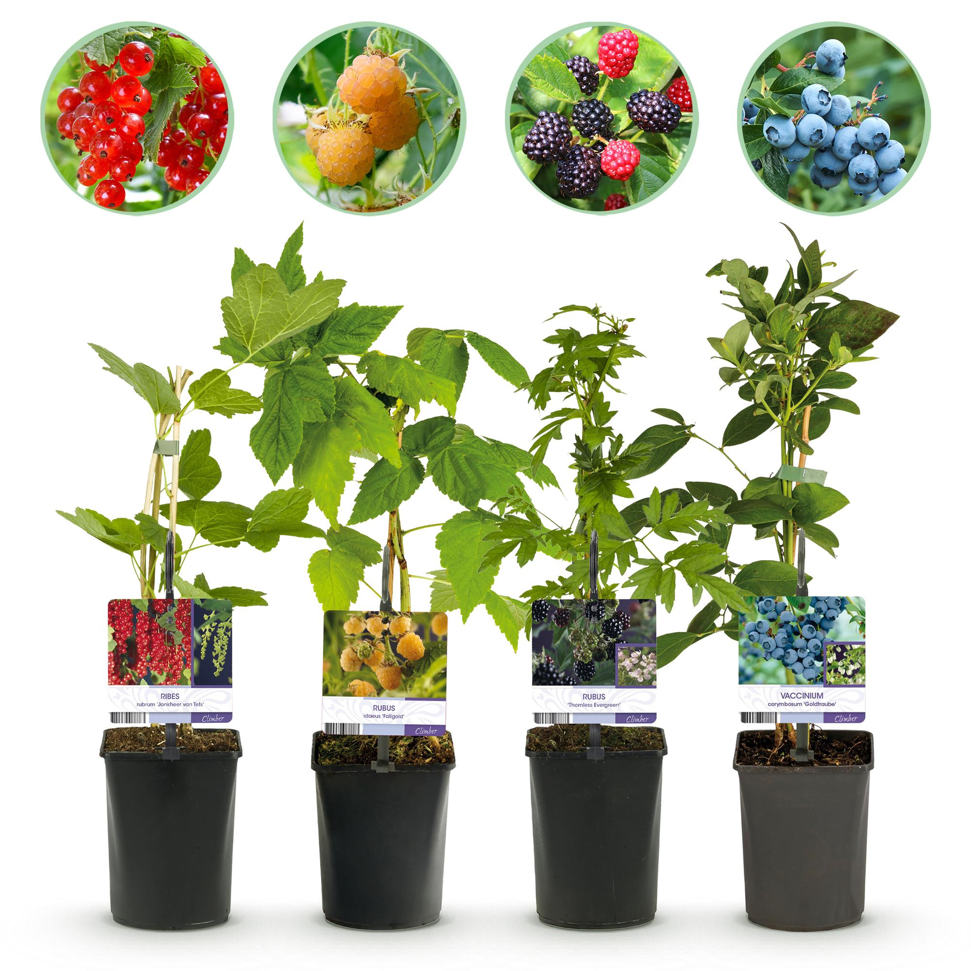 Beerenmix – 4 Obstpflanzen: Rote Beere, Gelbe Himbeere, Schwarze Brombeere & Blaubeere (11 cm Topf, 40 cm hoch) - Green Guardia - Ihr Experte für Schädlinge und Pflanzen