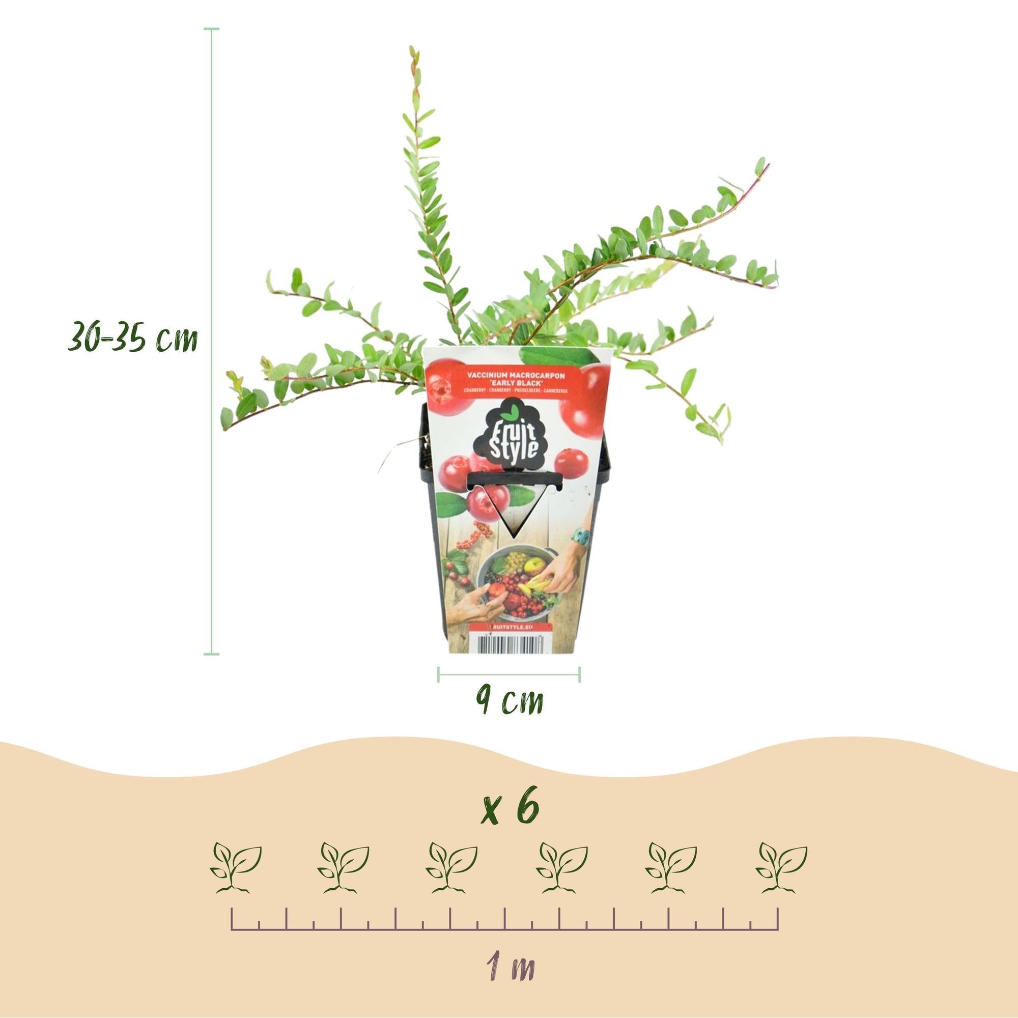 Blaubeere „Early Black“ (Vaccinium macrophylla) – winterhart, 3 Pflanzen im 9 cm Topf - Green Guardia - Ihr Experte für Schädlinge und Pflanzen