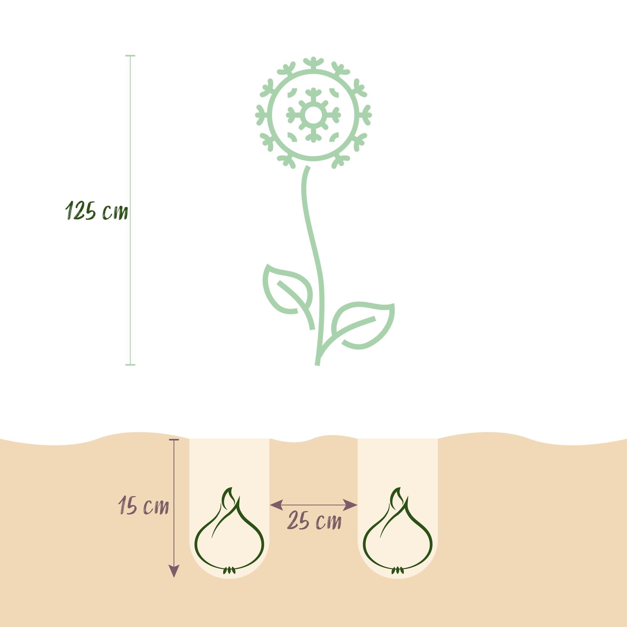 Blumenzwiebeln – Allium ‘Gladiator’ – winterhart & mehrjährig – lila – 5 Stück – Zwiebelgröße 16/18 – XXL Pack - Green Guardia - Ihr Experte für Schädlinge und Pflanzen