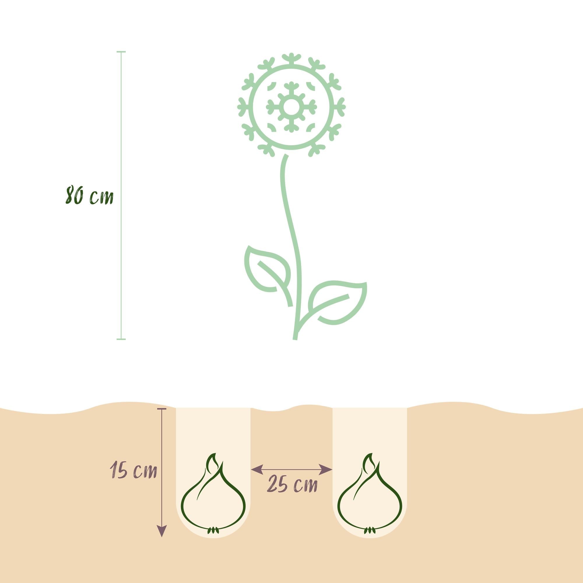 Blumenzwiebeln – Allium sphaerocephalon – winterhart & mehrjährig – lila – 100 Stück – Zwiebelgröße 5/6 – XXL Pack - Green Guardia - Ihr Experte für Schädlinge und Pflanzen
