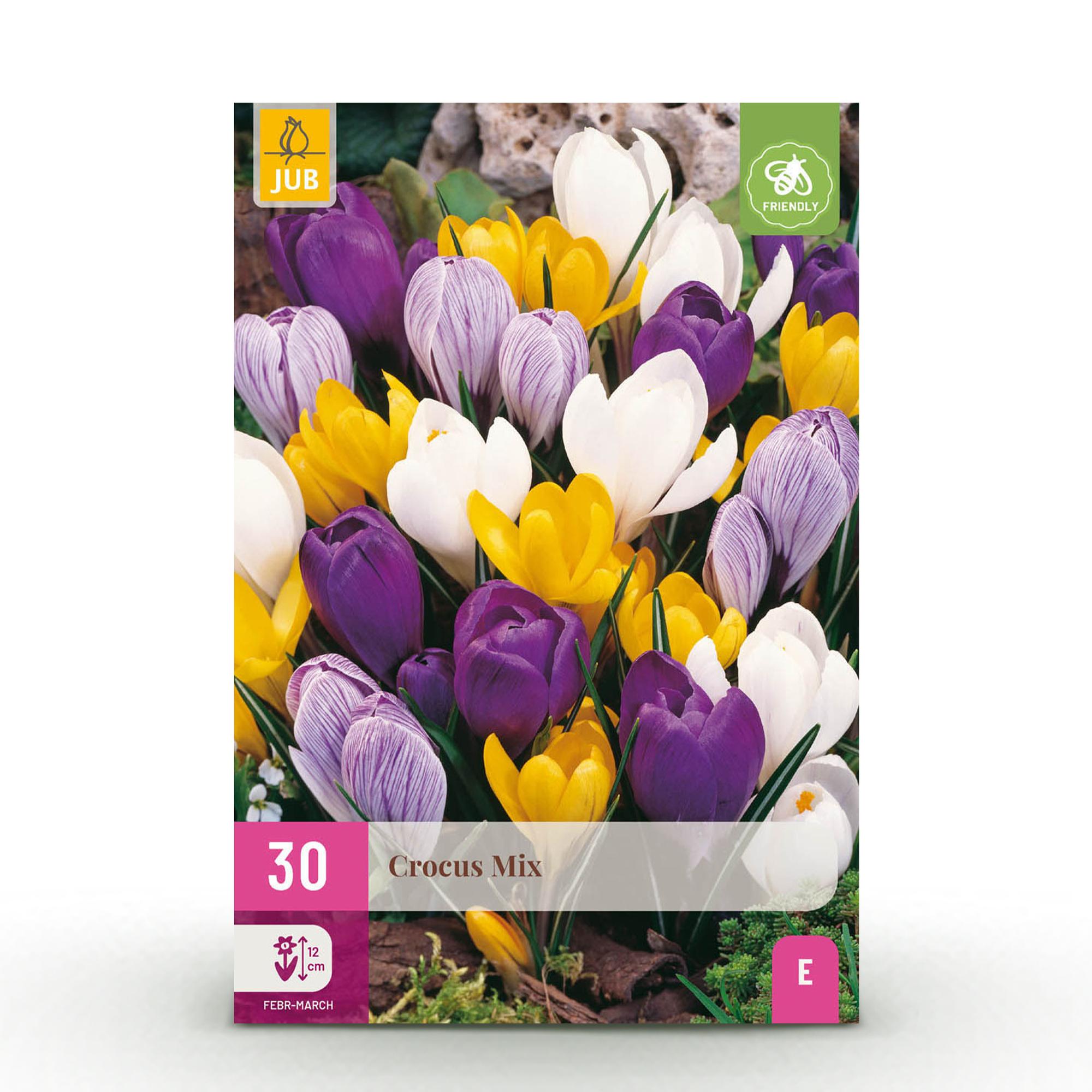 Blumenzwiebeln – Crocus Large Flowering Mix – winterhart & mehrjährig – verschiedene Farben – 30 Stück – Zwiebelgröße 7/8 – XXL Pack - Green Guardia - Ihr Experte für Schädlinge und Pflanzen