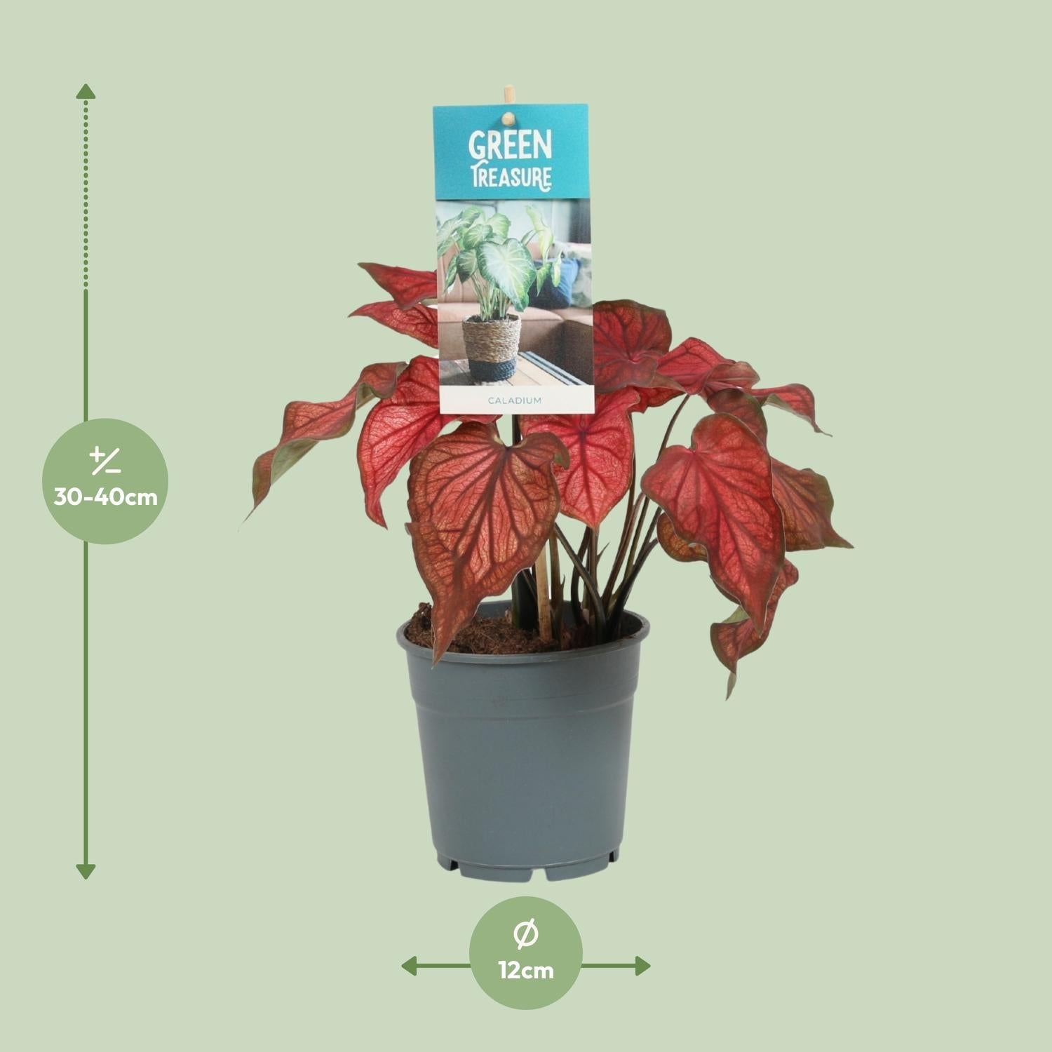 Caladium – Engelsflügel - 12cm - verschiedene Farben - Green Guardia - Ihr Experte für Schädlinge und Pflanzen