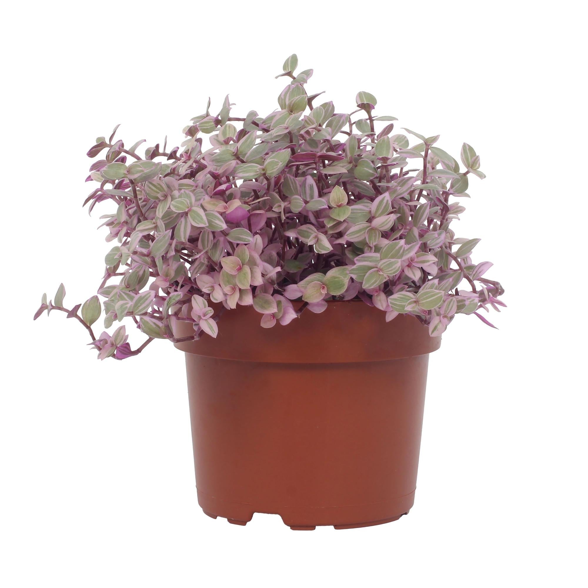 Callisia repens ‘Rosato’ – Pinke Dreimasterblume – 12 cm Topf, 16 cm hoch - Green Guardia - Ihr Experte für Schädlinge und Pflanzen