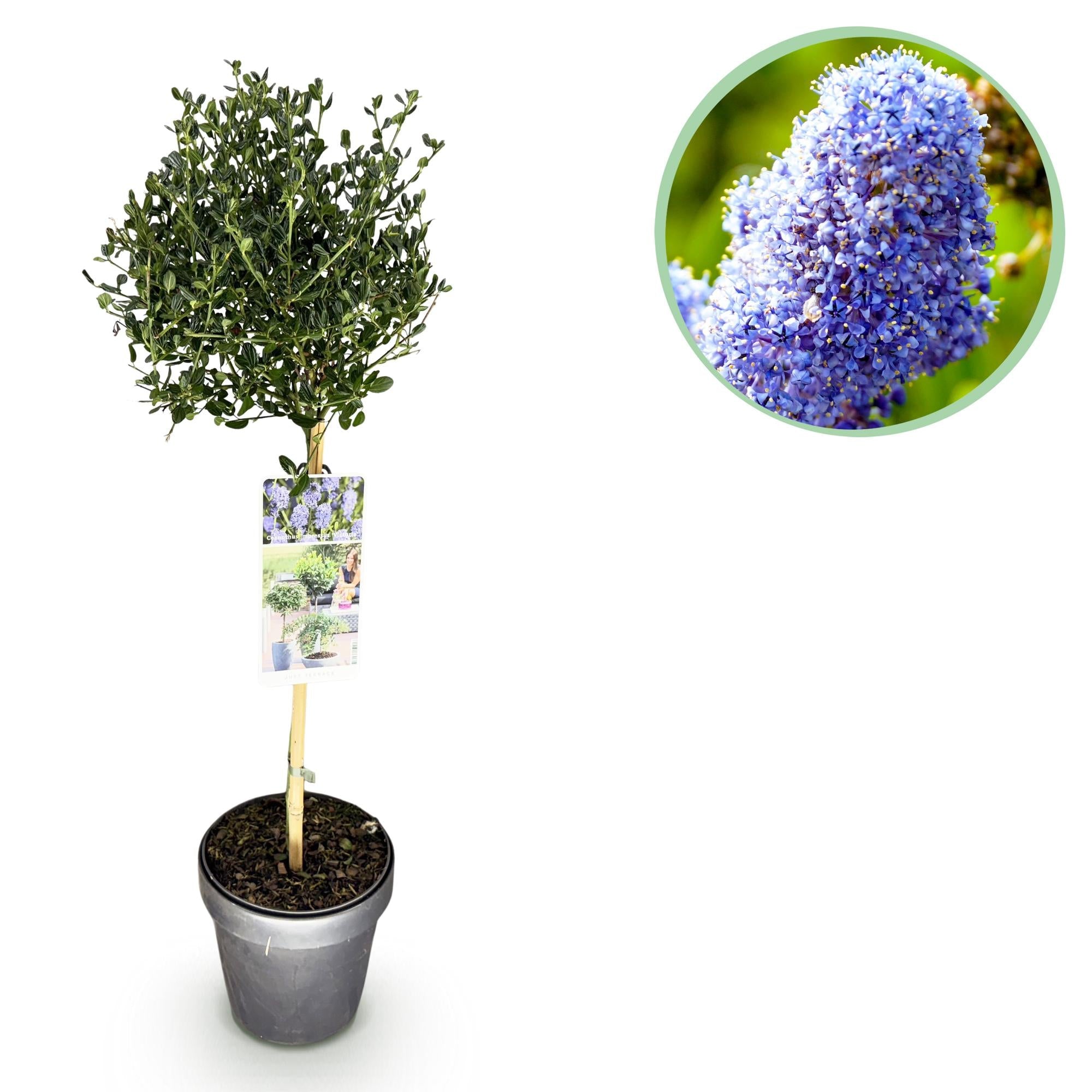 Ceanothus impressus ‚Victoria‘ – Terrassenpflanze – immergrün & winterhart – lila Blüte – 19 cm Topf, ca. 90 cm hoch - Green Guardia - Ihr Experte für Schädlinge und Pflanzen