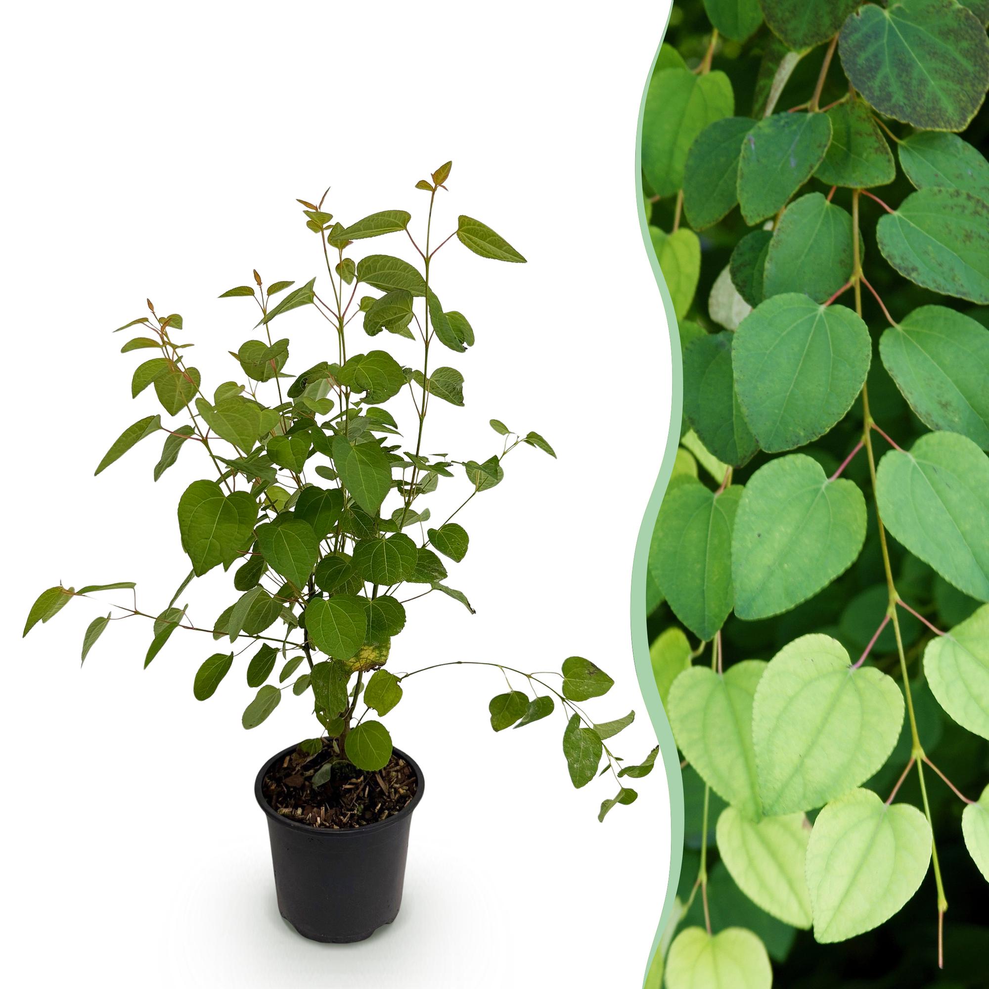 Cercidiphyllum japonicum – laubabwerfend & pflegeleicht – grünes Blatt – 12 cm Topf, ca. 35 cm hoch - Green Guardia - Ihr Experte für Schädlinge und Pflanzen