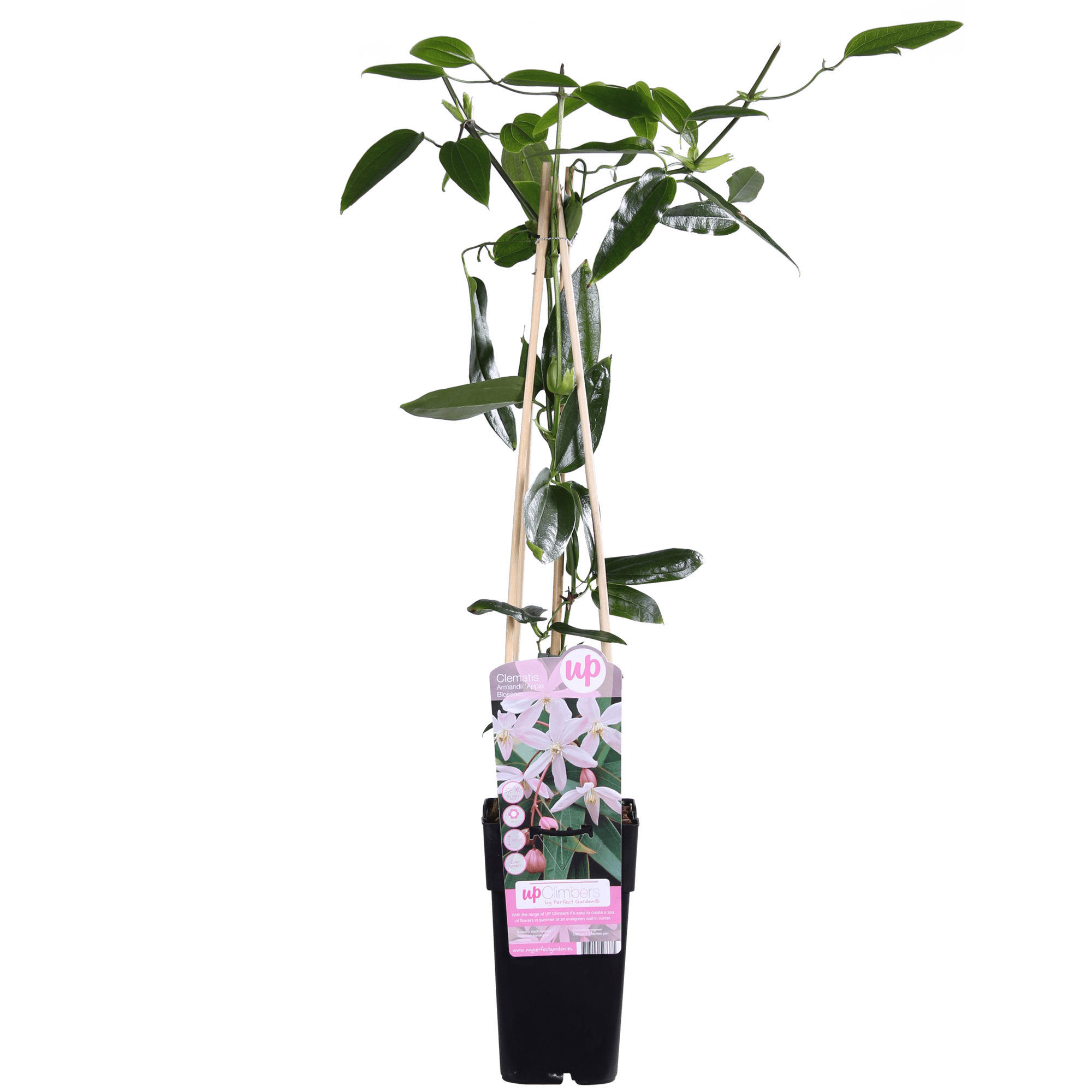 Clematis armandii ‘Apple Blossom’ – immergrüne, hellrosa Kletterpflanze, Topf 15 cm, Höhe 65 cm - Green Guardia - Ihr Experte für Schädlinge und Pflanzen