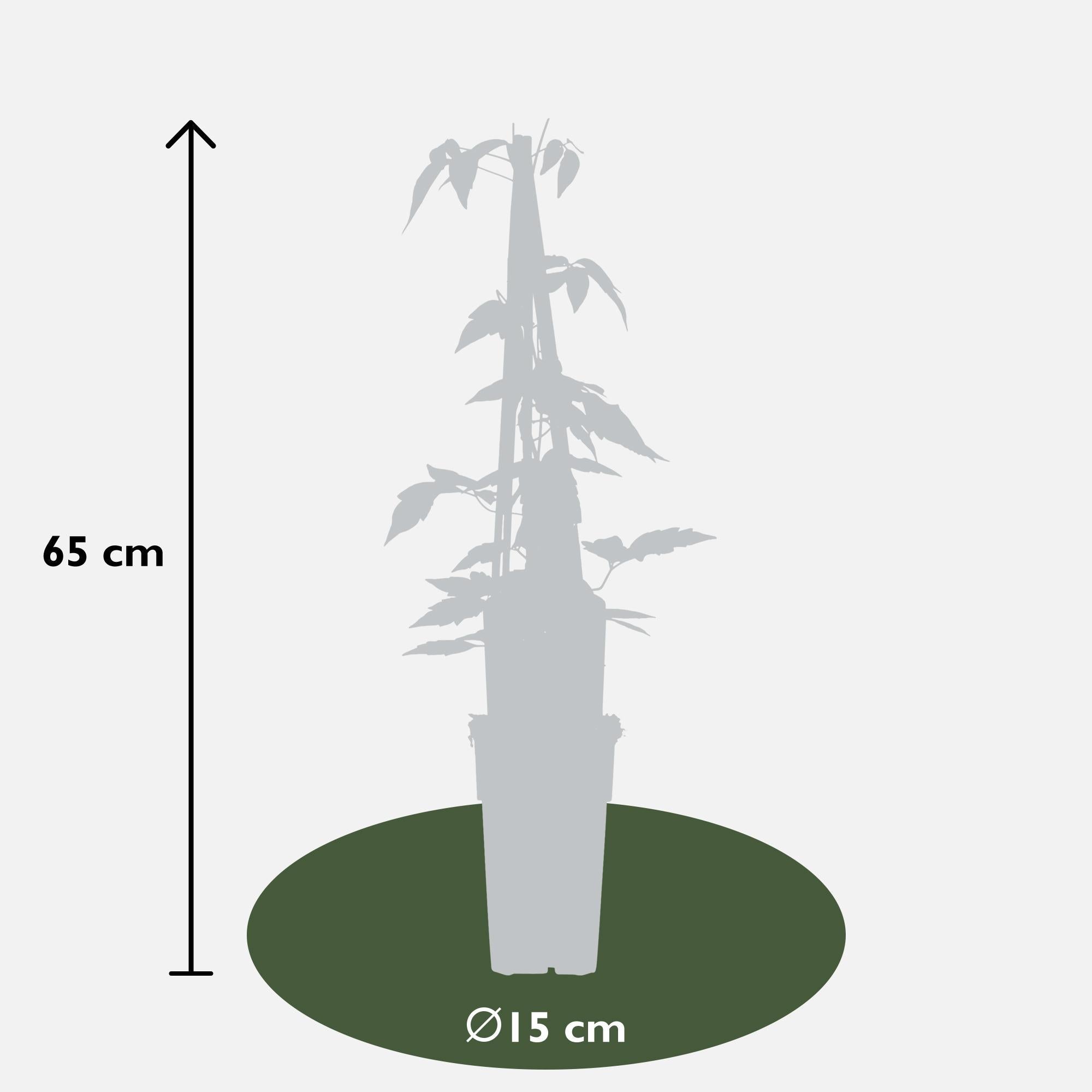 Clematis ‘Fragrant Spring’ (Clematis montana) – hellrosa Blüten, 15 cm Topf, 65 cm Höhe - Green Guardia - Ihr Experte für Schädlinge und Pflanzen