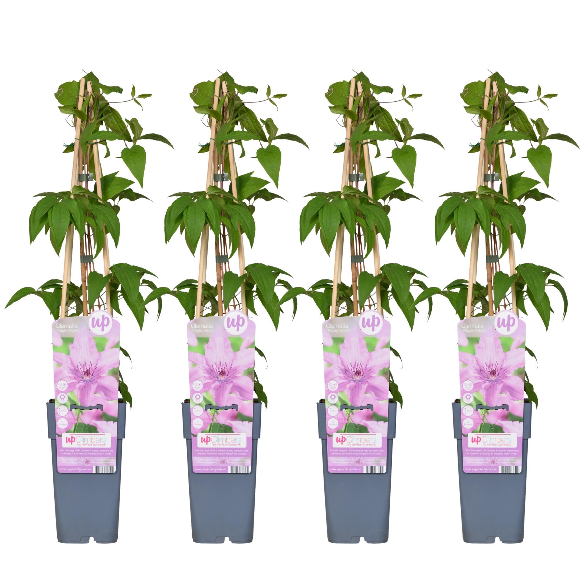 Clematis ‘Hagley Hybrid’ – großblütige Clematis in Rosa, 15 cm Topf, 65 cm hoch - Green Guardia - Ihr Experte für Schädlinge und Pflanzen