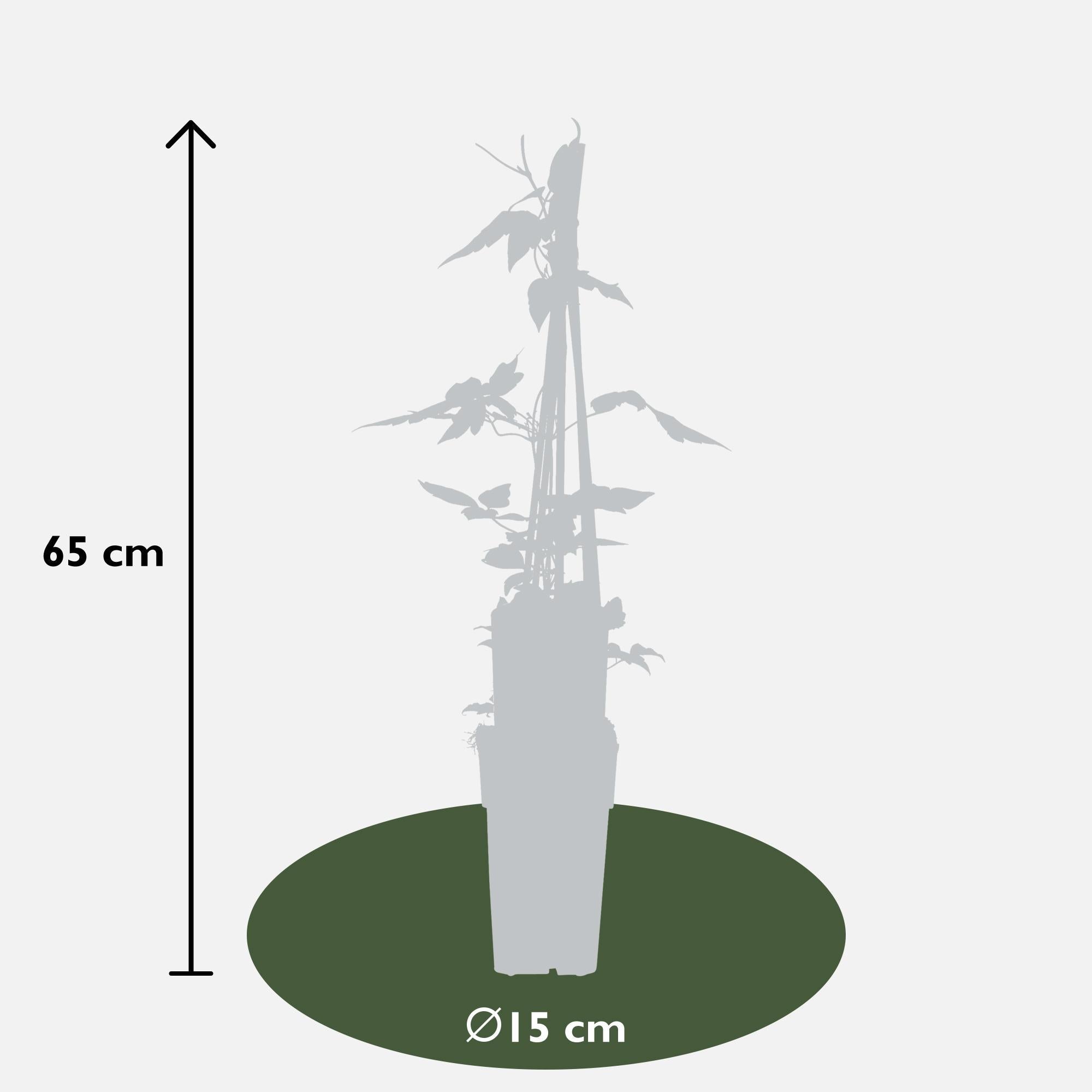 Clematis montana ‘var. rubens’ – robuste, frühblühende Kletterpflanze, 15 cm Topf, 65 cm hoch - Green Guardia - Ihr Experte für Schädlinge und Pflanzen