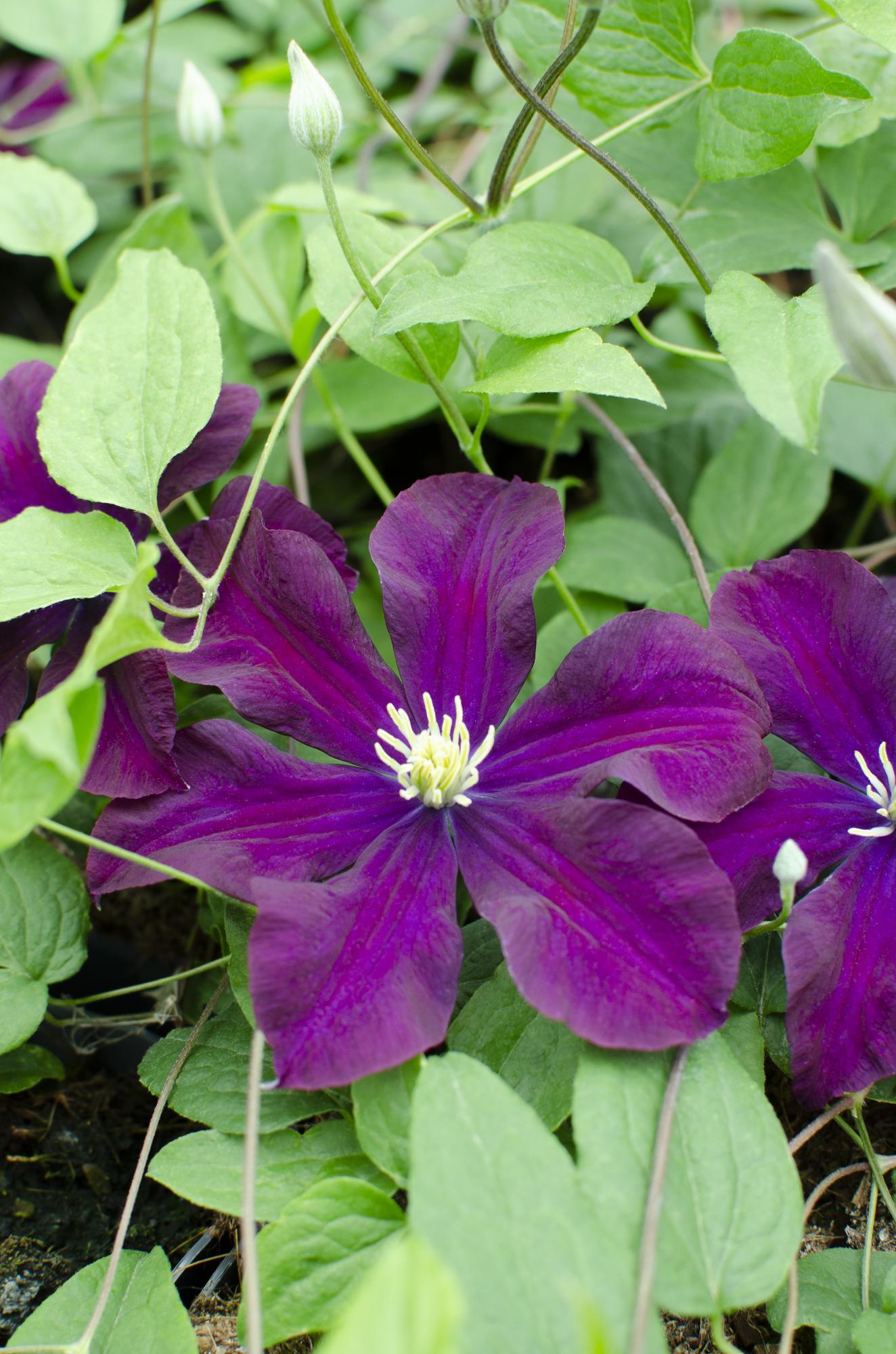 Clematis ‘Warszawska Nike’ – tiefviolette Blüten, 15 cm Topf, 65 cm Höhe - Green Guardia - Ihr Experte für Schädlinge und Pflanzen