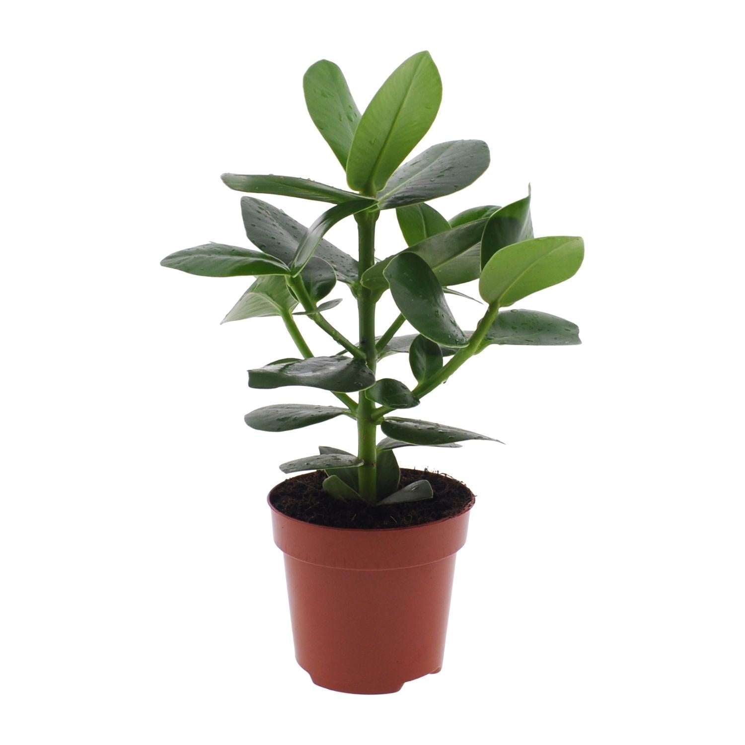 Clusia Rosea ‘Princess’ – Autogrammbaum - 15 - 60 cm - Green Guardia - Ihr Experte für Schädlinge und Pflanzen