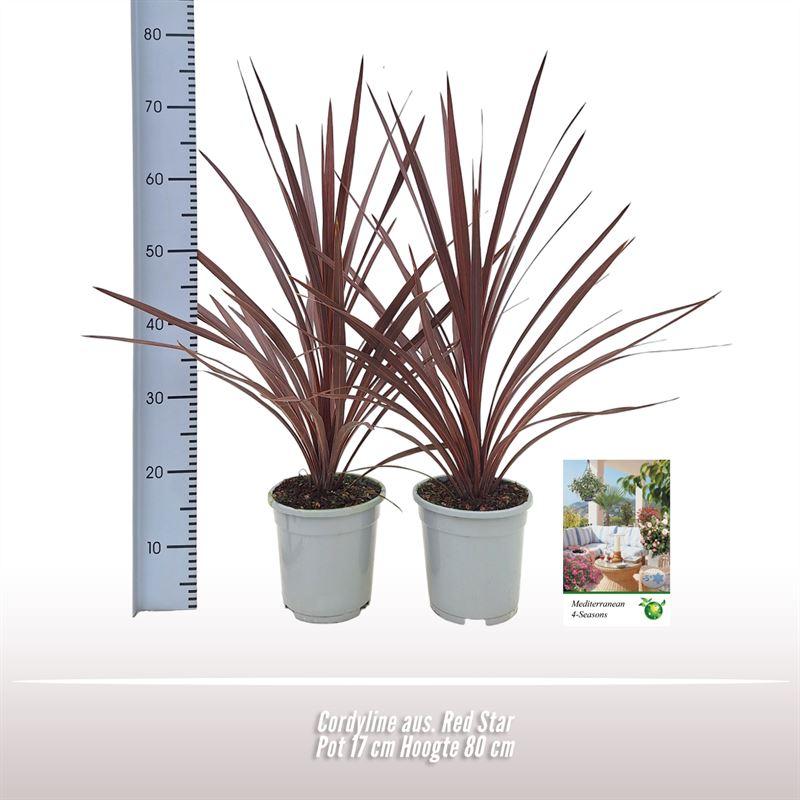 Cordyline australis ‘Red Star’ – 1 Stück, 17 cm Topf, Höhe ca. 80 cm - Green Guardia - Ihr Experte für Schädlinge und Pflanzen