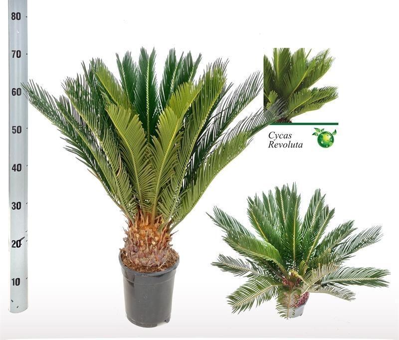 Cycas revoluta – Sagopalme – 17 cm Topf, 60 cm hoch - Green Guardia - Ihr Experte für Schädlinge und Pflanzen