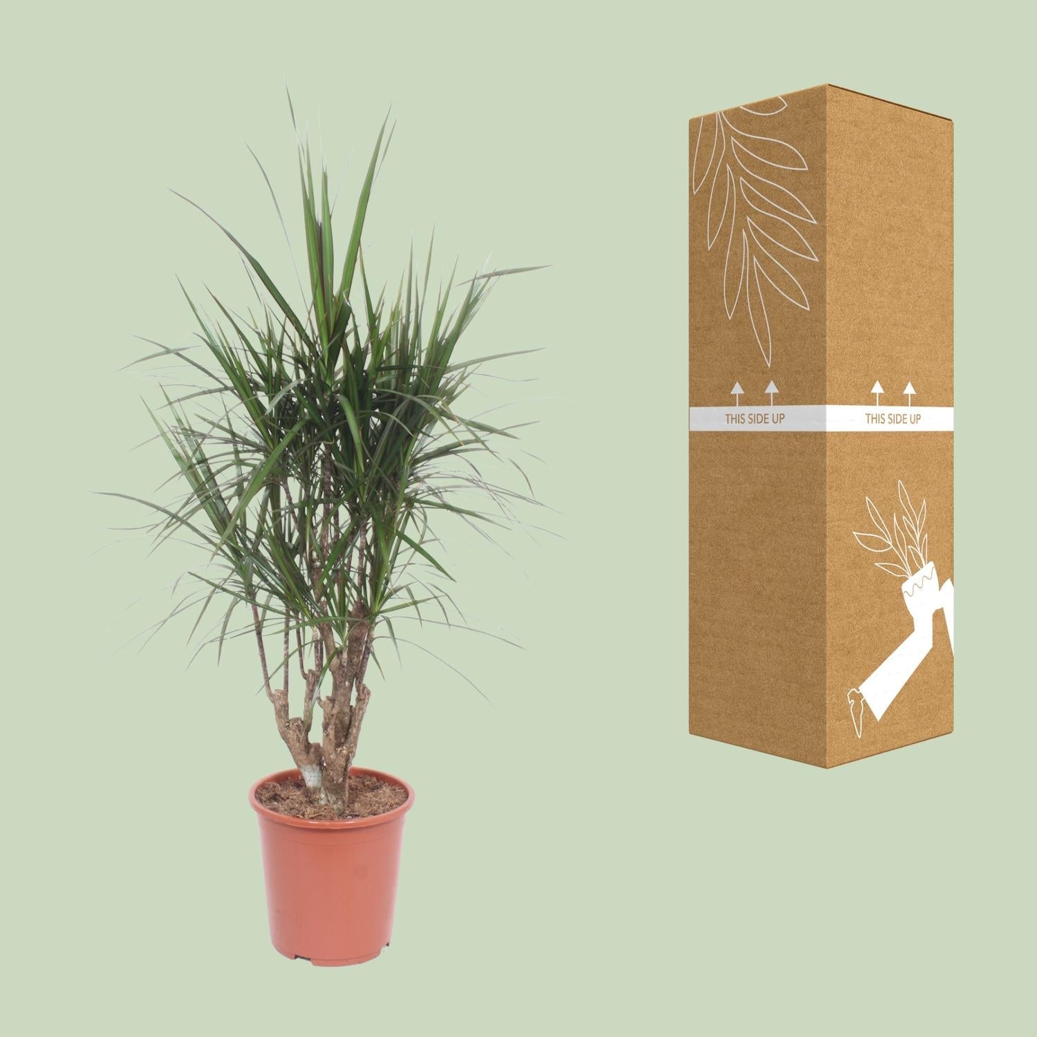 Drachenbaum (Dracaena marginata) – 55–130 cm - Green Guardia - Ihr Experte für Schädlinge und Pflanzen