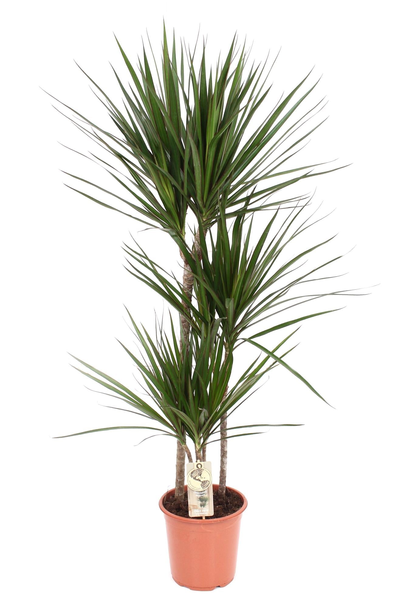 Drachenbaum (Dracaena marginata) – 55–130 cm - Green Guardia - Ihr Experte für Schädlinge und Pflanzen