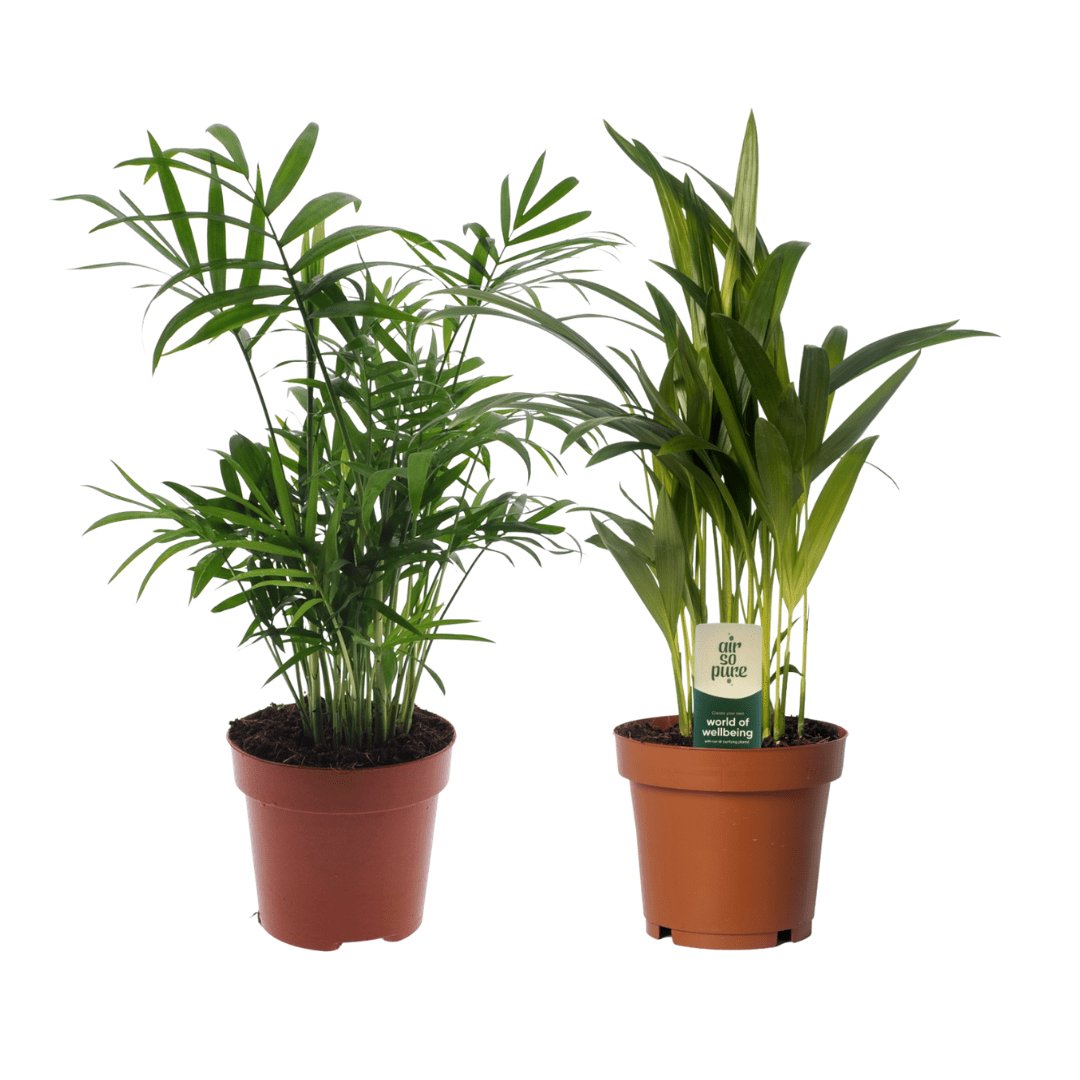 Dypsis lutescens / Chamaedorea Duo – Goldfruchtpalme & Bergpalme – 2 Pflanzen – 12 cm Topf, 40 cm hoch - Green Guardia - Ihr Experte für Schädlinge und Pflanzen
