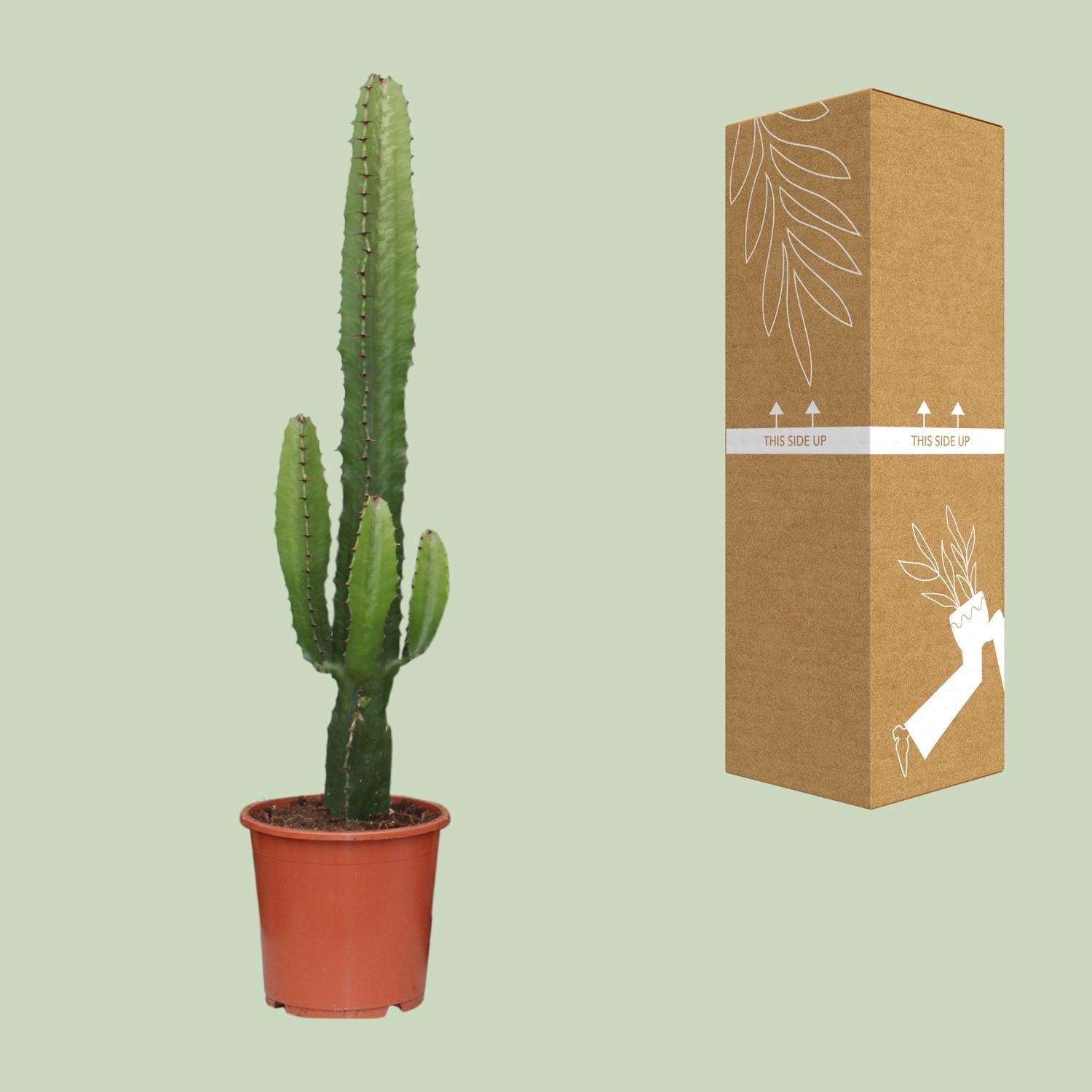 Euphorbia Acrurensis – Wüstenkerze - 50 - 60 cm - Green Guardia - Ihr Experte für Schädlinge und Pflanzen