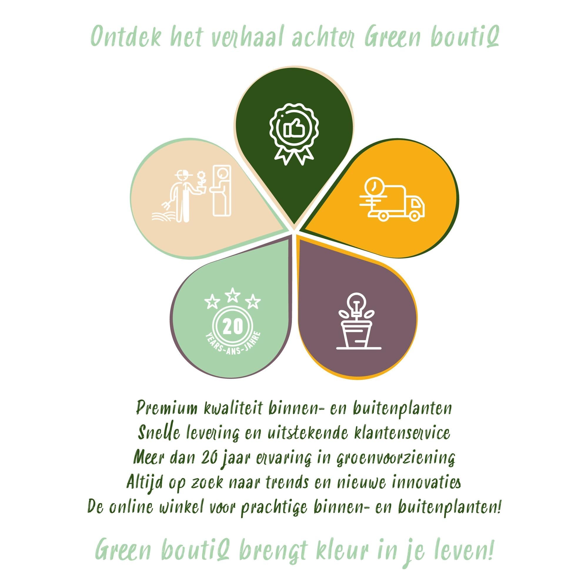 Feigenbaum „Brown Turkey“ (Ficus carica) – 19cm Topf, 90 cm hoch - Green Guardia - Ihr Experte für Schädlinge und Pflanzen