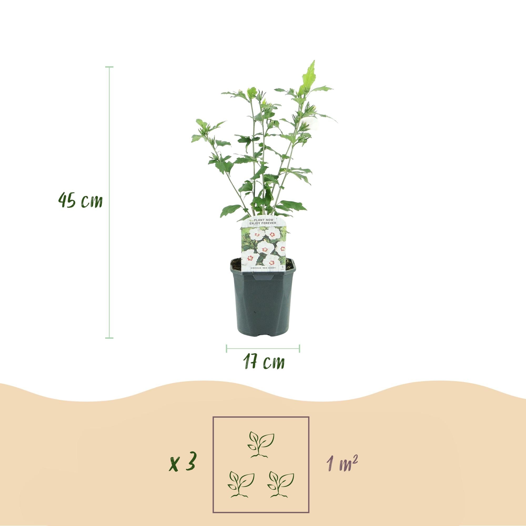 Gartenhibiskus ‘Red Heart’ – Laubabwerfend, weiße Blüte mit rotem Auge, Topf 17 cm, Höhe 45 cm - Green Guardia - Ihr Experte für Schädlinge und Pflanzen