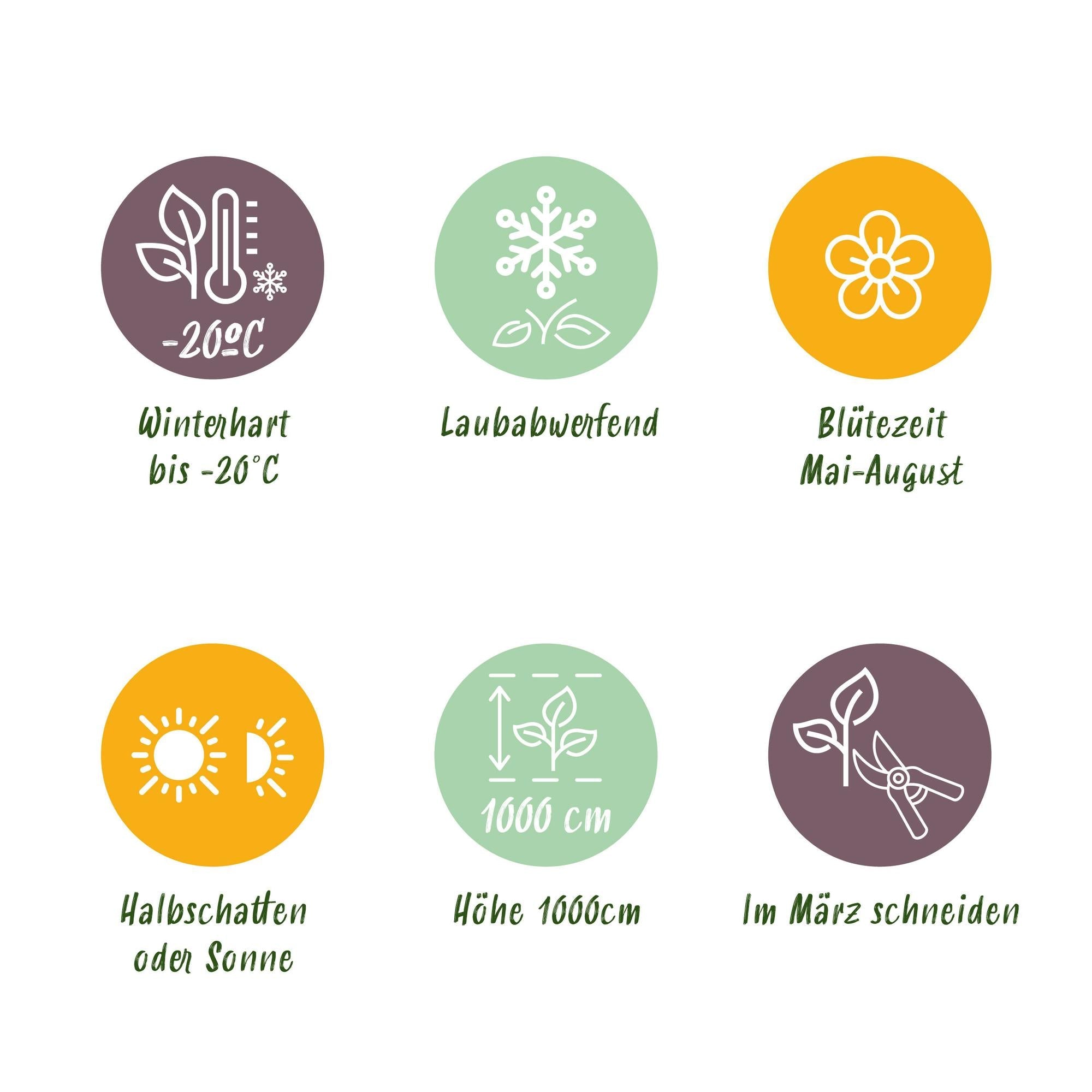 Geißblatt ‘Serotina’ – immergrüne Kletterpflanze, 2 Pflanzen, 11 - cm - Topf, 40 cm - Green Guardia - Ihr Experte für Schädlinge und Pflanzen