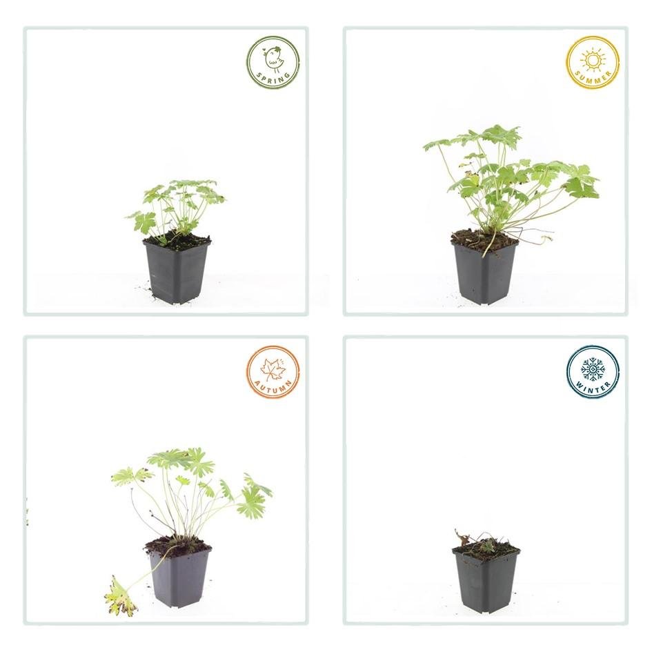 Geranium ‘Tiny Monster’ – kompakter Storchschnabel, 9 cm Topf, 10–25 cm - Green Guardia - Ihr Experte für Schädlinge und Pflanzen