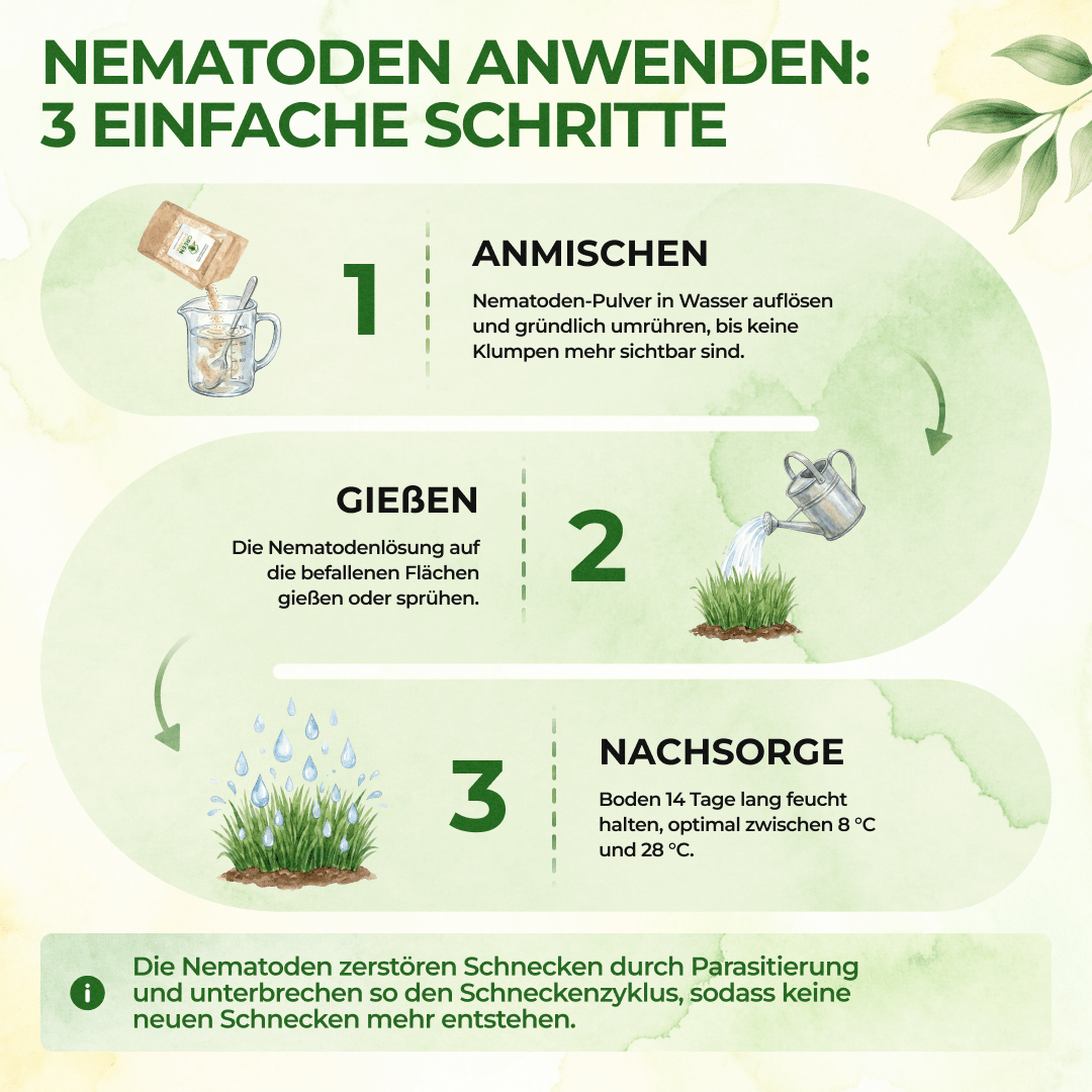 HB - Nematoden gegen Dickmaulrüssler & Engerlinge - Green Guardia - Ihr Experte für Schädlinge und Pflanzen