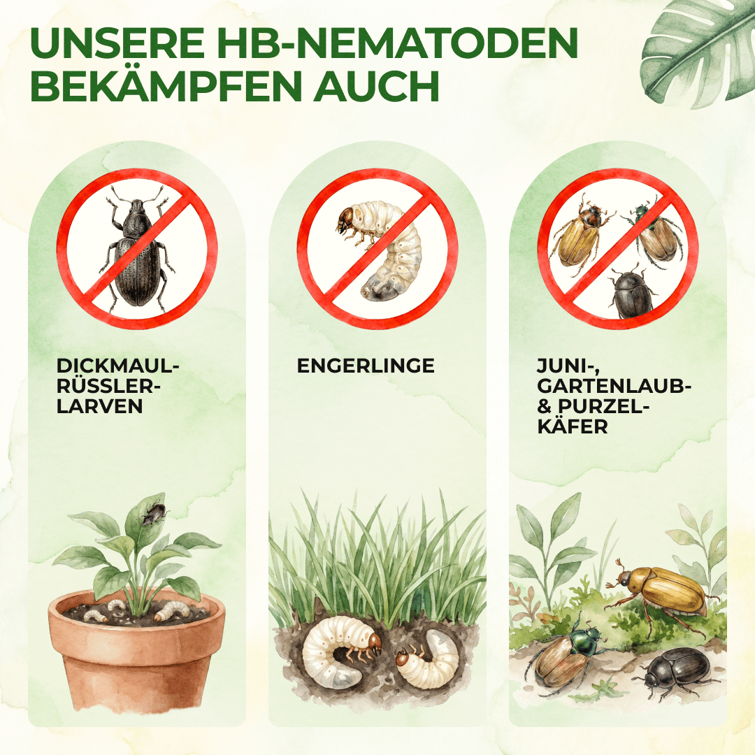 HB - Nematoden gegen Dickmaulrüssler & Engerlinge - Green Guardia - Ihr Experte für Schädlinge und Pflanzen