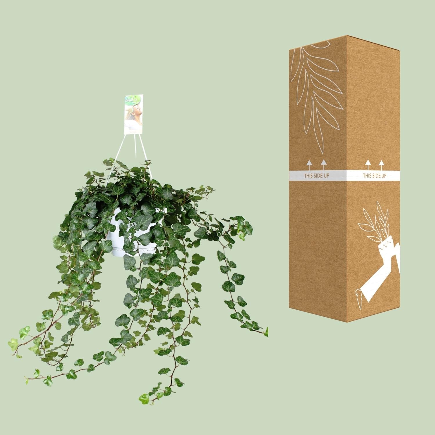 Hedera ‘Wonder Green’ – Efeu - 50 - 70 cm - Green Guardia - Ihr Experte für Schädlinge und Pflanzen