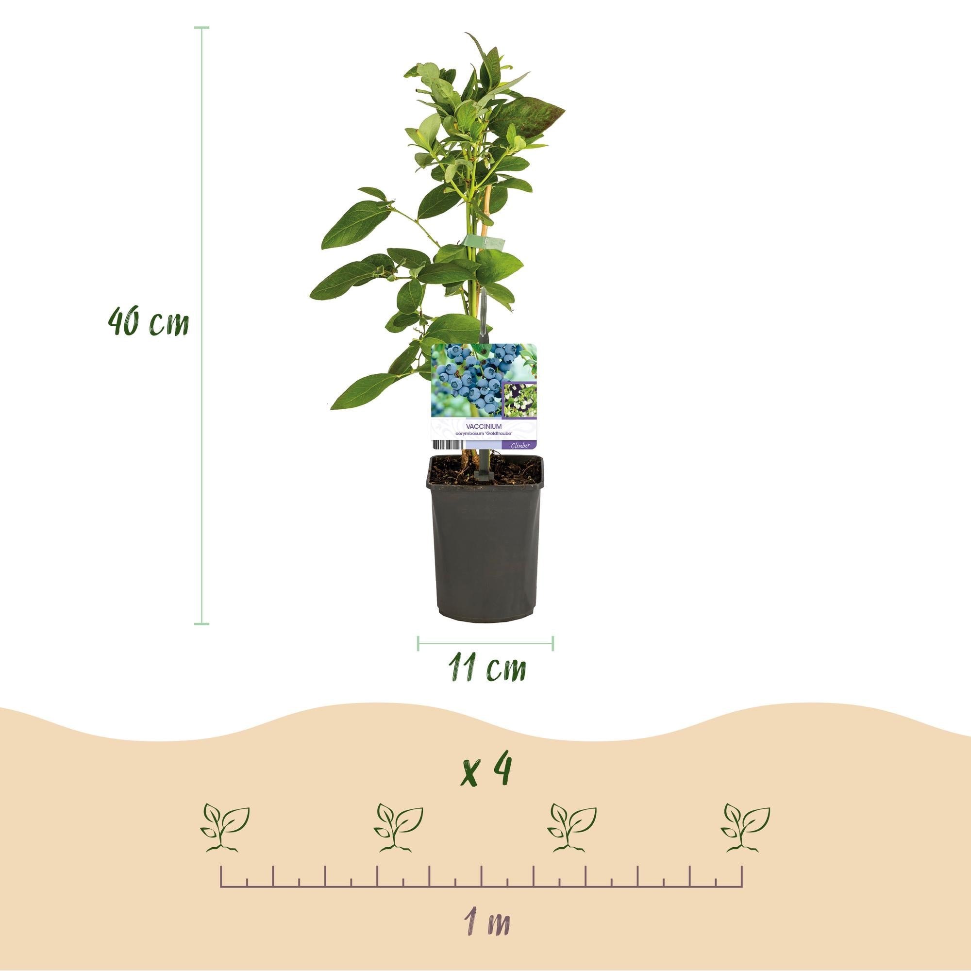 Heidelbeerstrauch ‚Goldtraube‘ – dornenlos, 2 Pflanzen à 40 cm im 11 cm Topf - Green Guardia - Ihr Experte für Schädlinge und Pflanzen