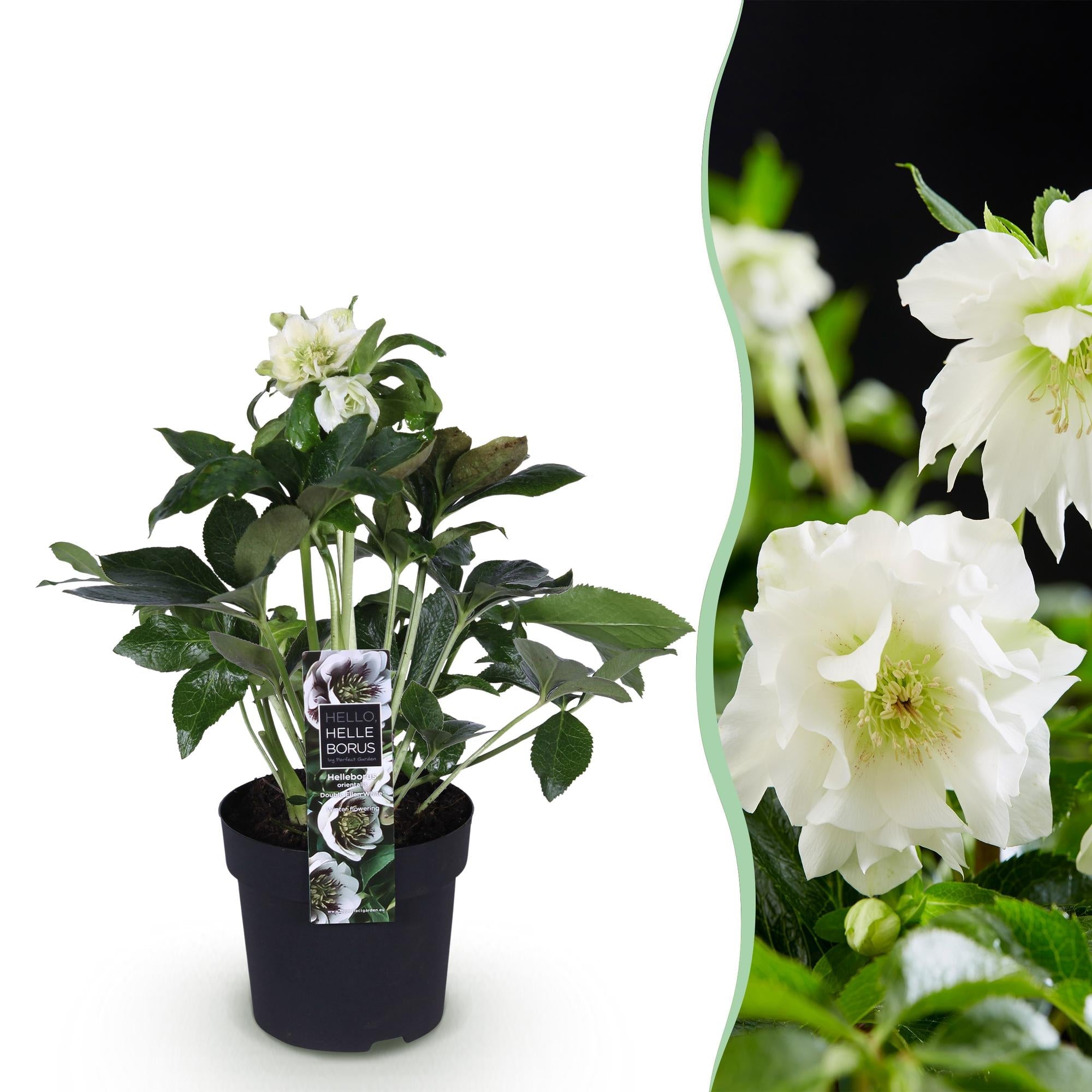 Helleborus orientalis ‘Double Ellen White’ – immergrün & pflegeleicht – weiße Blüte – 14 cm Topf, ca. 35 cm hoch - Green Guardia - Ihr Experte für Schädlinge und Pflanzen