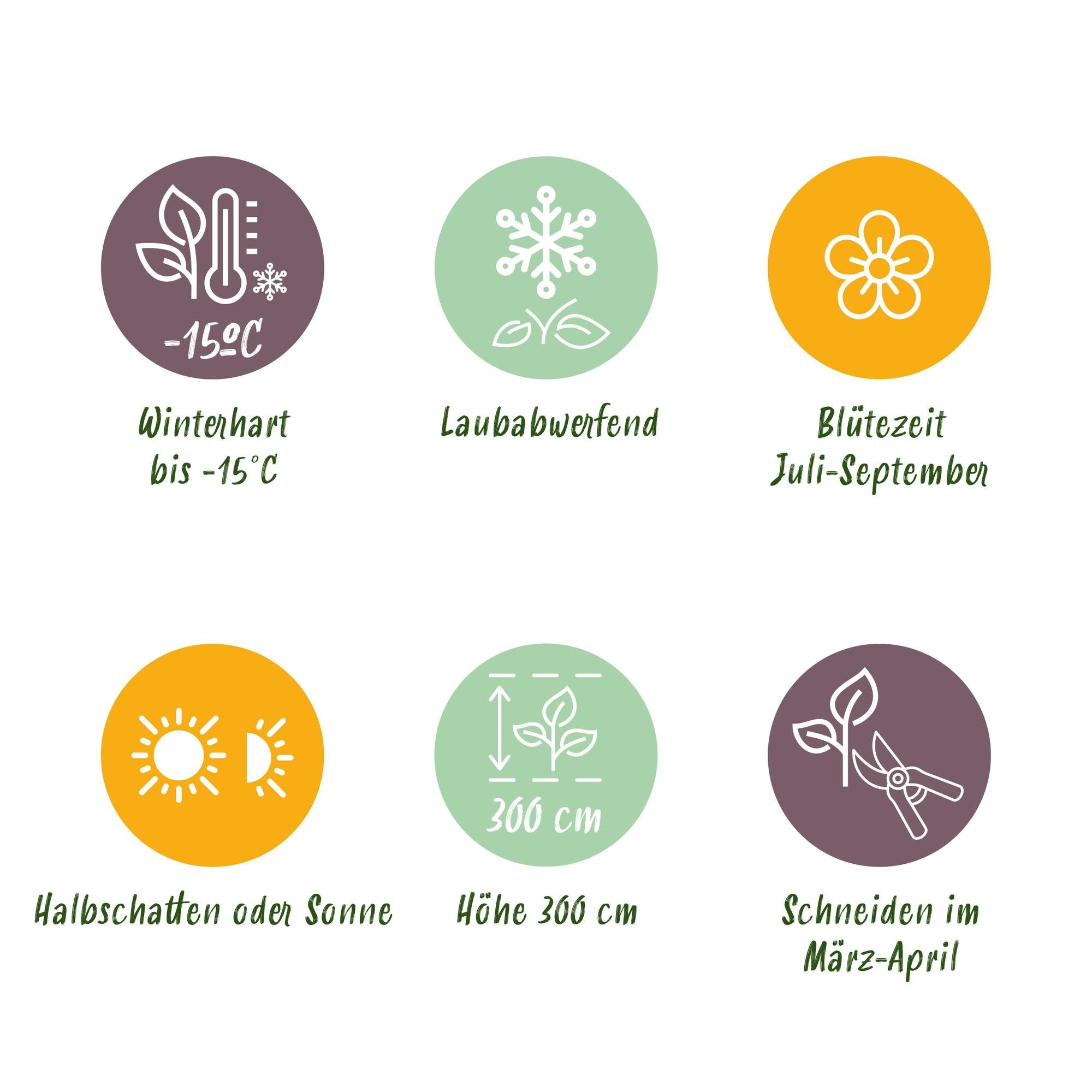 Hibiskus Tricolour – dreifarbige Blüten, 3 Pflanzen im 17 - cm - Topf, 45 cm Höhe - Green Guardia - Ihr Experte für Schädlinge und Pflanzen