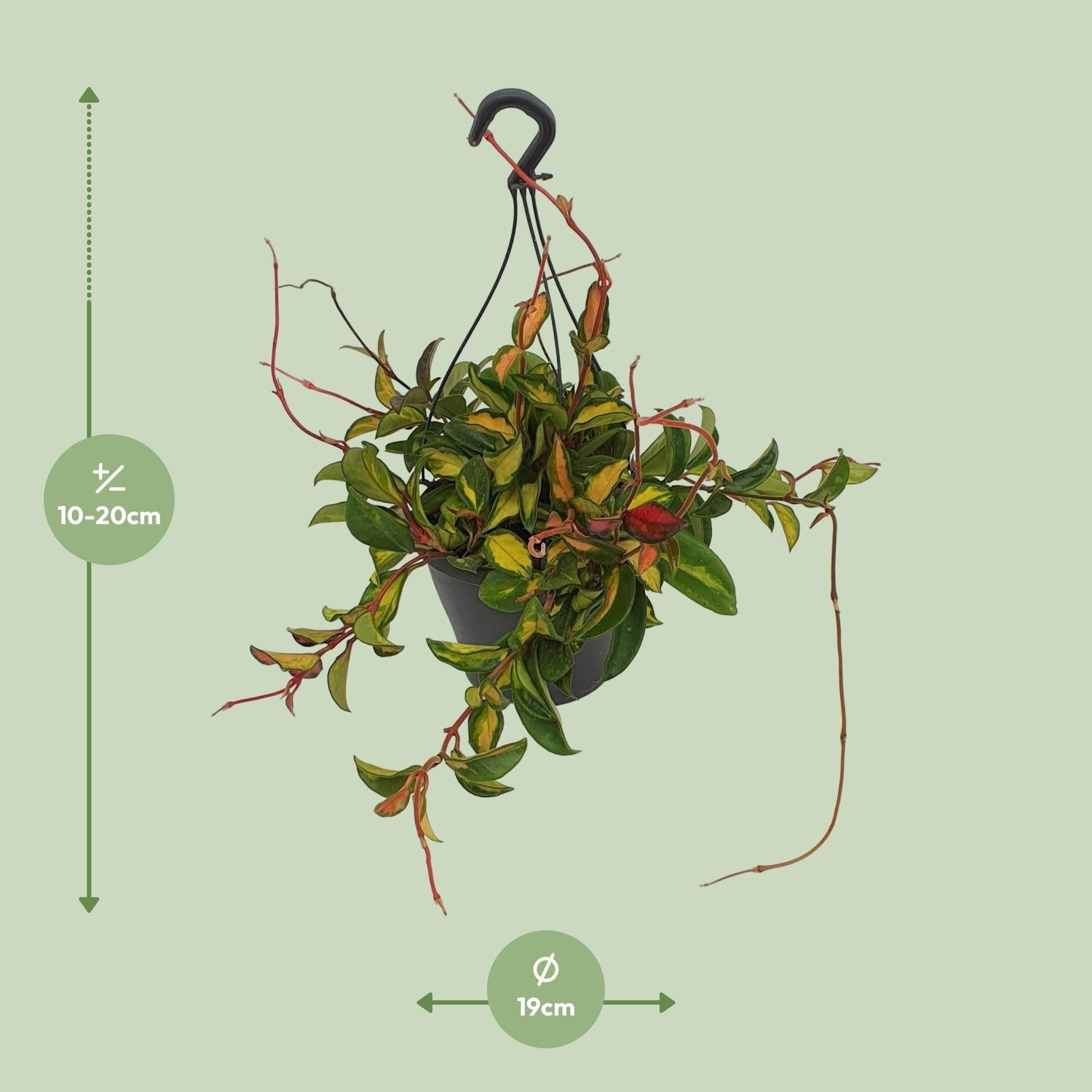 Hoya Carnosa ‘Tricolor’ – Wachsblume - 19 cm Topf, 20 cm hoch - Green Guardia - Ihr Experte für Schädlinge und Pflanzen