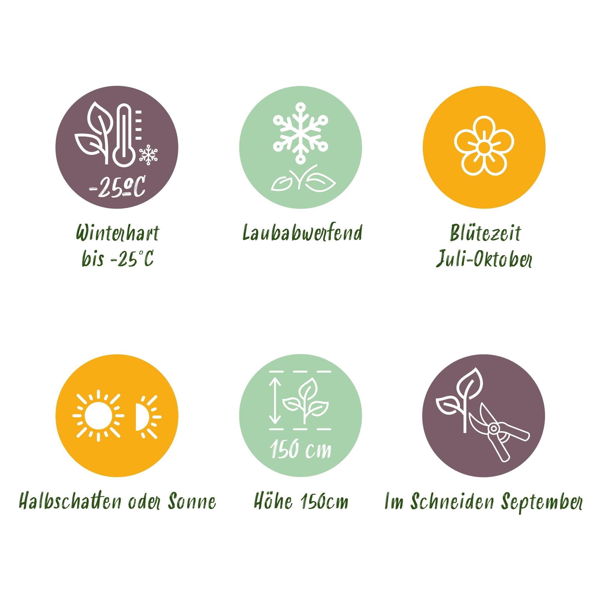 Hydrangea arborescens ‘Annabelle’ – weiße Blüten, laubabwerfend, 3 Pflanzen pro m², 17 cm Topf, 50 cm Höhe - Green Guardia - Ihr Experte für Schädlinge und Pflanzen