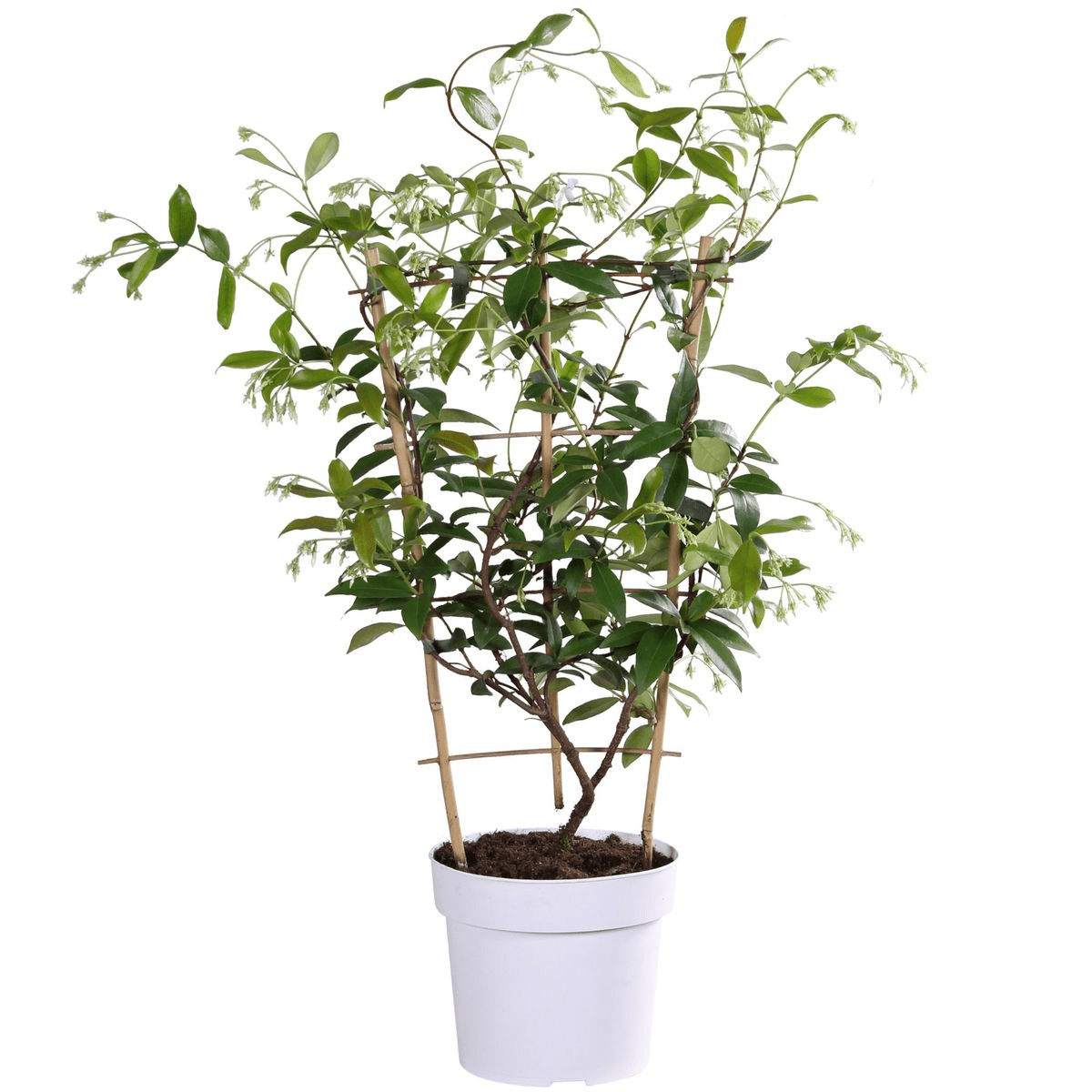 Jasmin ‘Star of Toscana’ – Trachelospermum, immergrün, 15 cm Topf, 65 cm hoch - Green Guardia - Ihr Experte für Schädlinge und Pflanzen