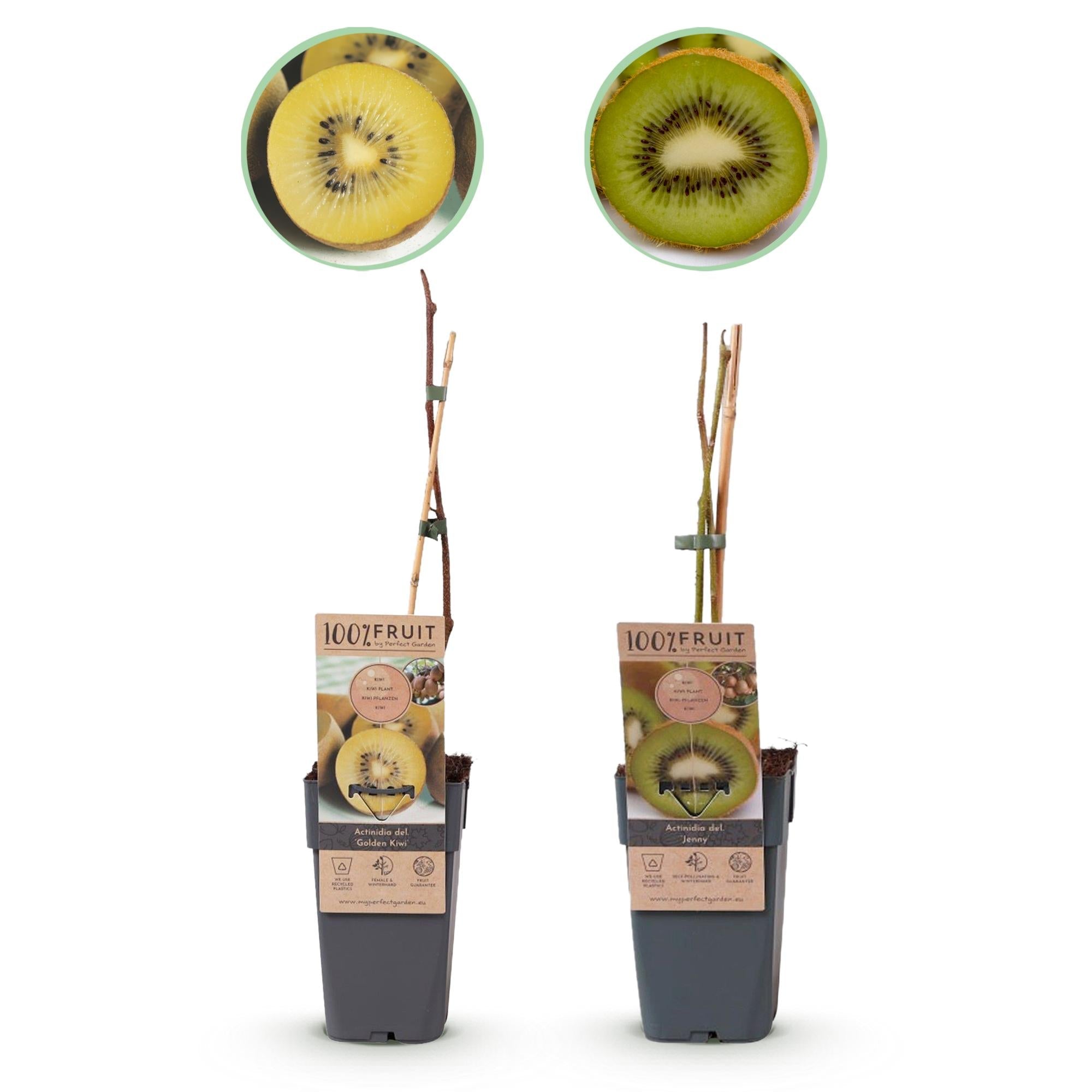 Kiwi - Pflanzen Set – Grüne ‘Jenny’ & Goldene Kiwi, 2er - Set im 15 cm Topf (Höhe ca. 50 cm) - Green Guardia - Ihr Experte für Schädlinge und Pflanzen