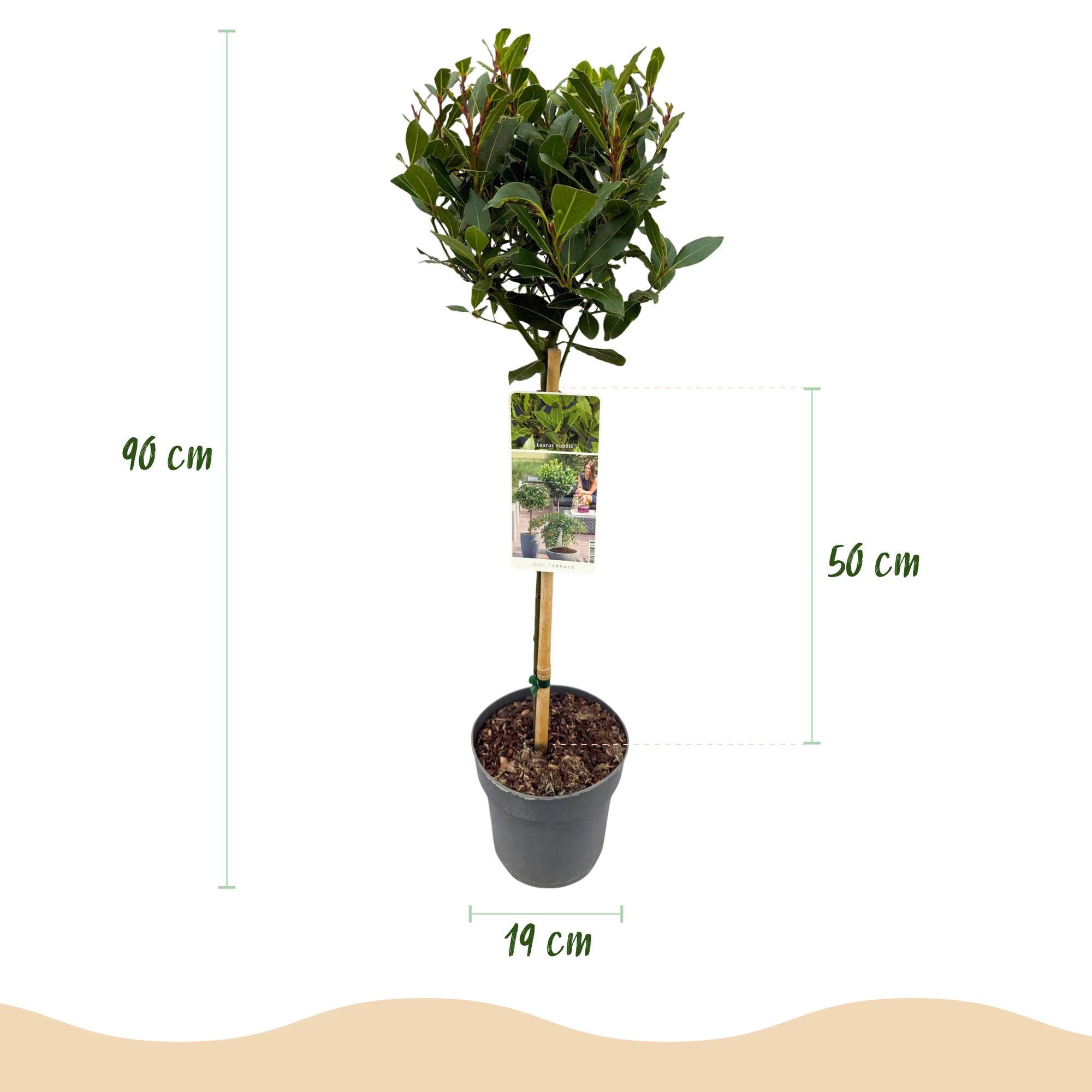 Laurus nobilis – Terrassenpflanze – immergrün & winterhart – grüne Blätter – 19 cm Topf, ca. 90 cm hoch - Green Guardia - Ihr Experte für Schädlinge und Pflanzen