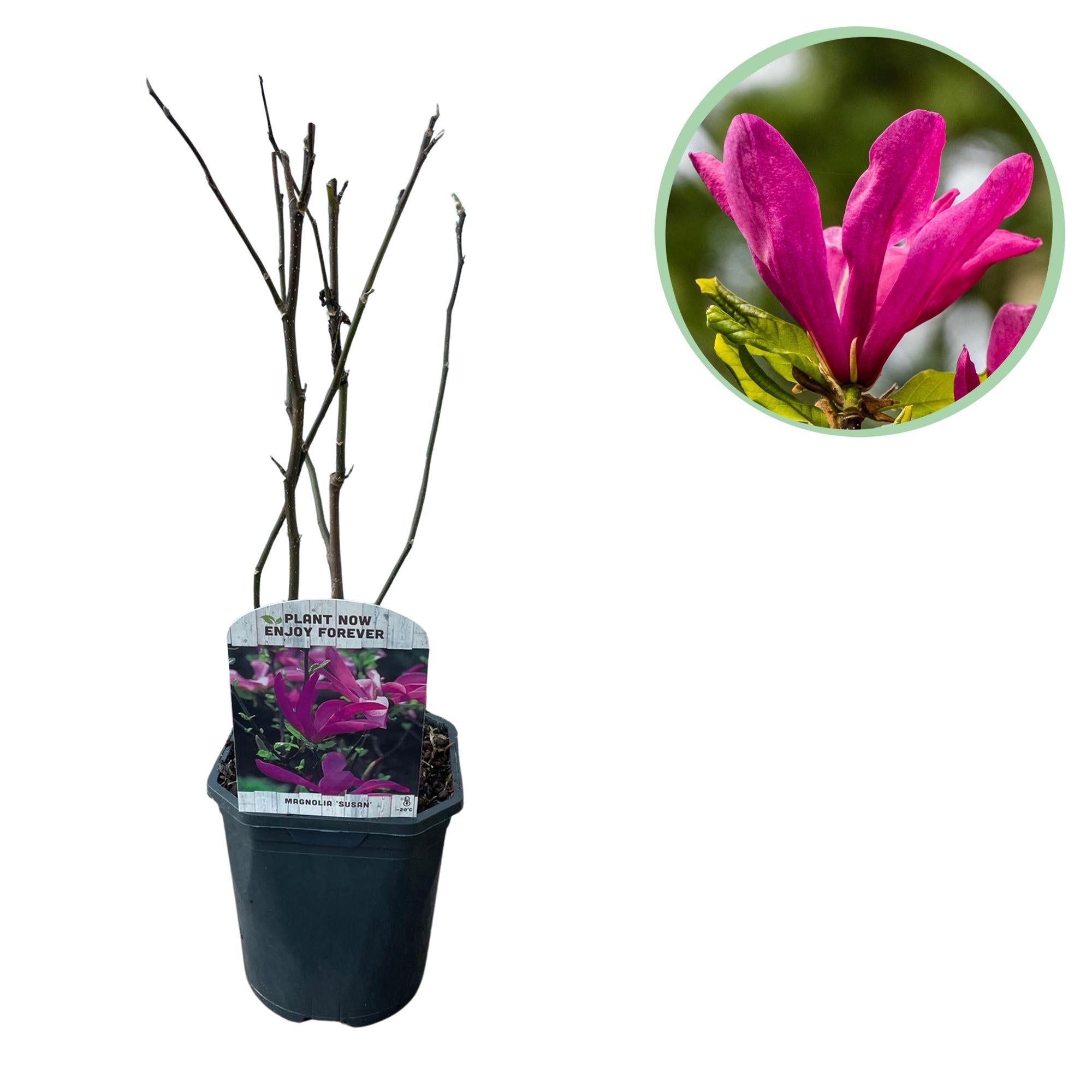 Magnolie ‘Susan’ – 1 Pflanze, dunkelrosa Blüte, pflegeleicht, 17 cm Topf, 45 cm Höhe - Green Guardia - Ihr Experte für Schädlinge und Pflanzen