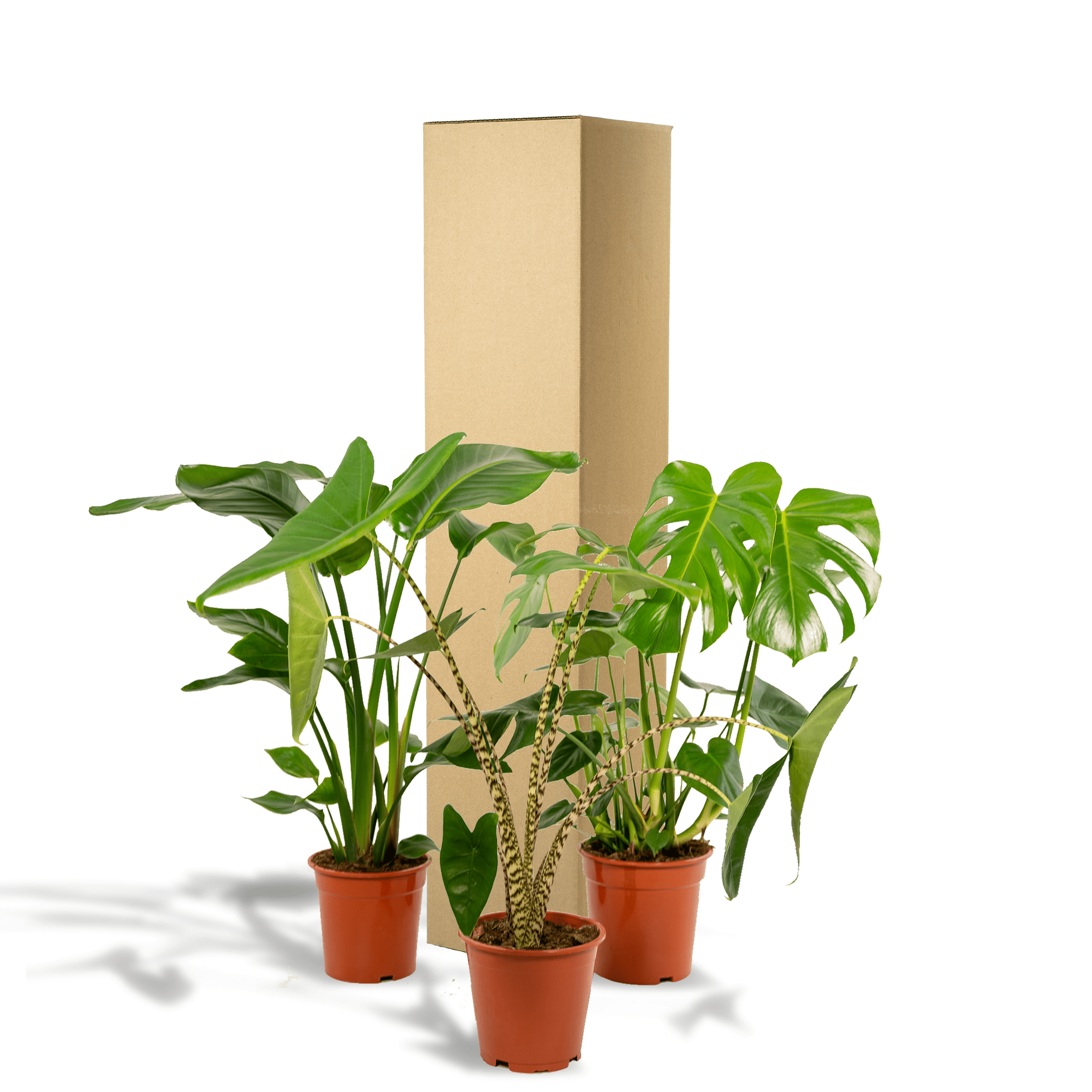 Monstera deliciosa, Alocasia zebrina & Strelitzia nicolai – 3 Pflanzen – 19–21 cm Topf, ca. 75–85 cm hoch - Green Guardia - Ihr Experte für Schädlinge und Pflanzen