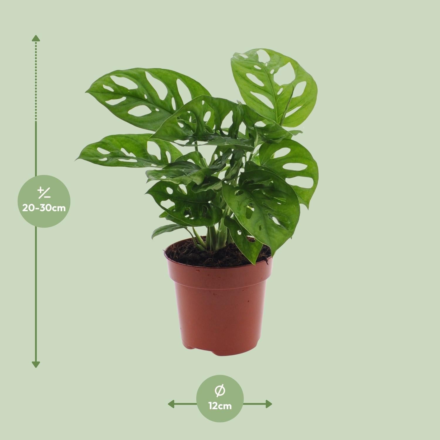 Monstera Monkey Leaf – Fensterblatt - 30 - 180 cm - Green Guardia - Ihr Experte für Schädlinge und Pflanzen