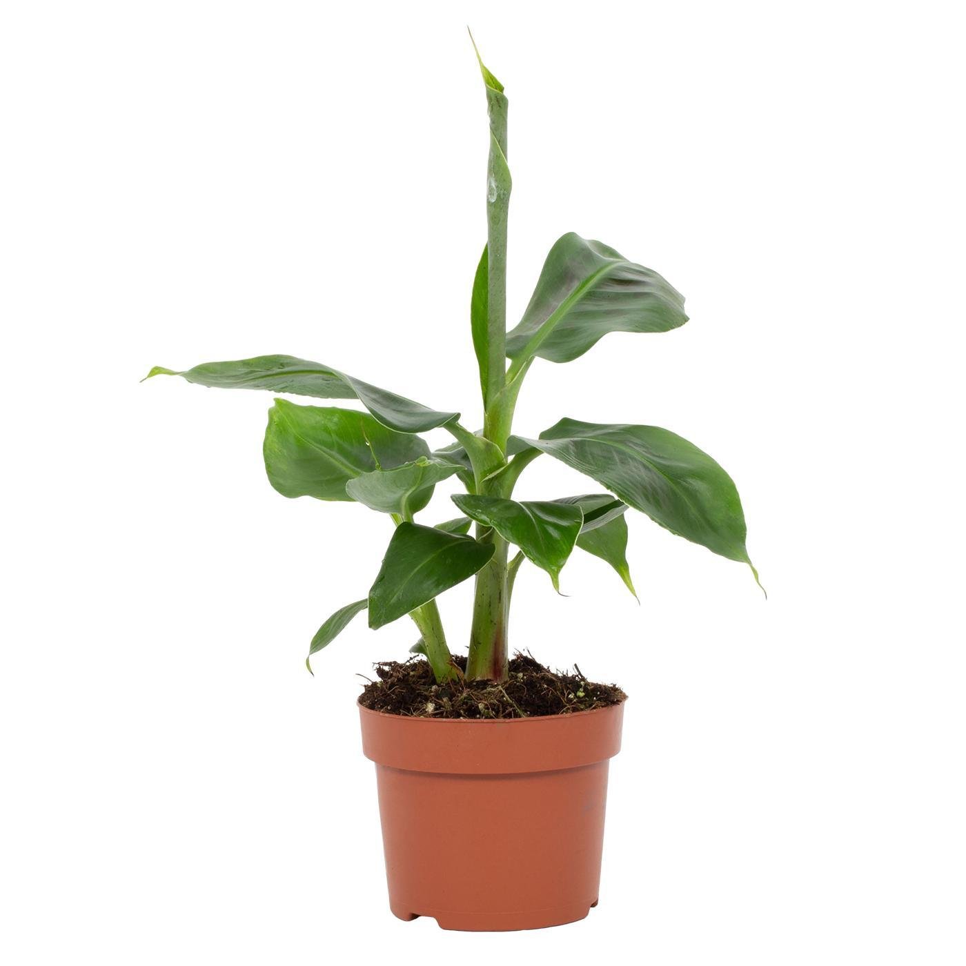 Musa Tropicana – Zwergbanane - 12 cm Topf, 27 cm hoch - Green Guardia - Ihr Experte für Schädlinge und Pflanzen